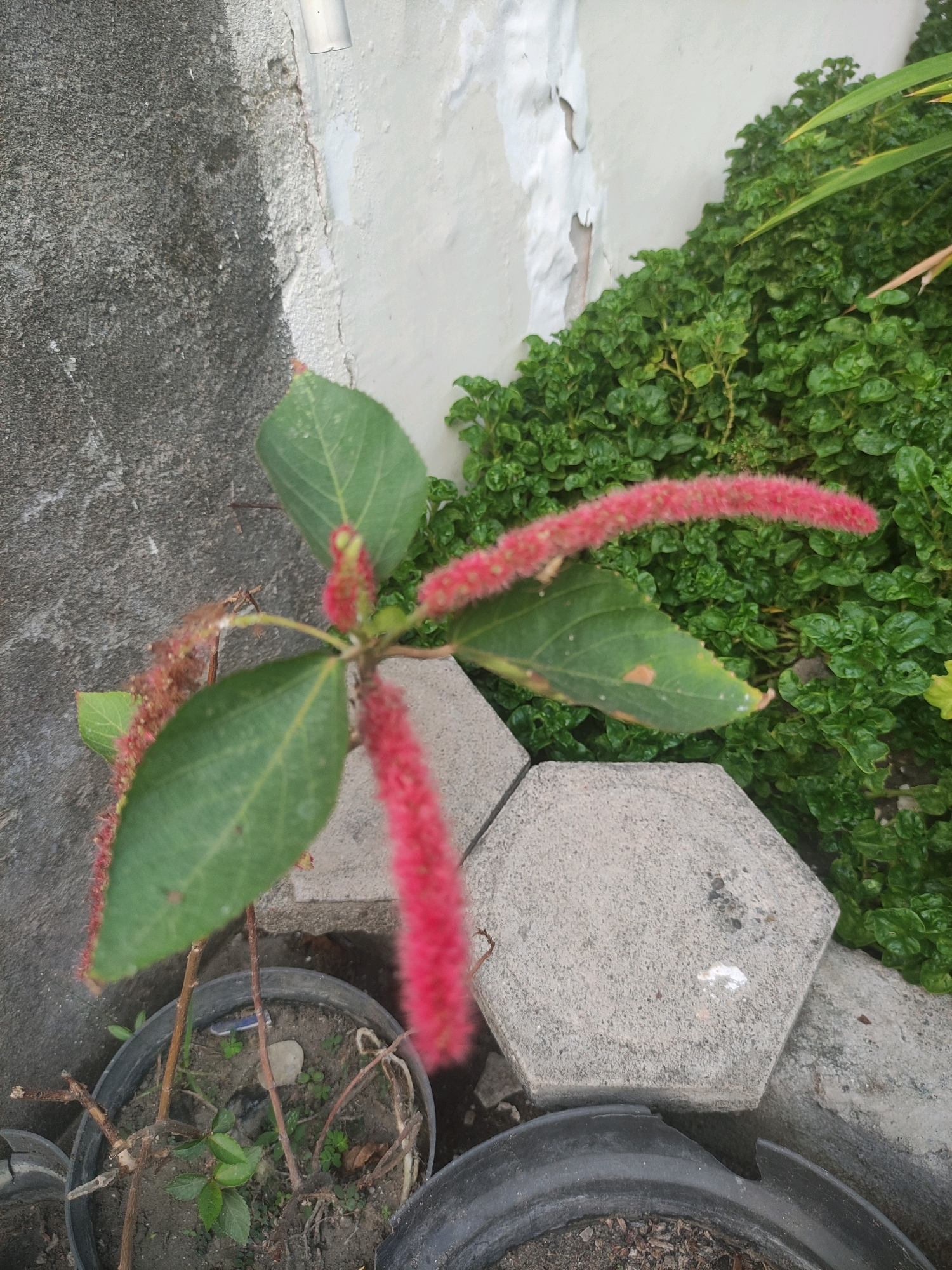 The image shows a plant with fuzzy red flowers in a pot. The plant is positioned next to a textured gray wall and a lighter-colored, peeling wall. Behind the plant, there is dense green foliage. The ground is covered with gray hexagonal paving stones. The scene appears to be outdoors, possibly in a residential area. The overall impression is one of a garden or outdoor space.