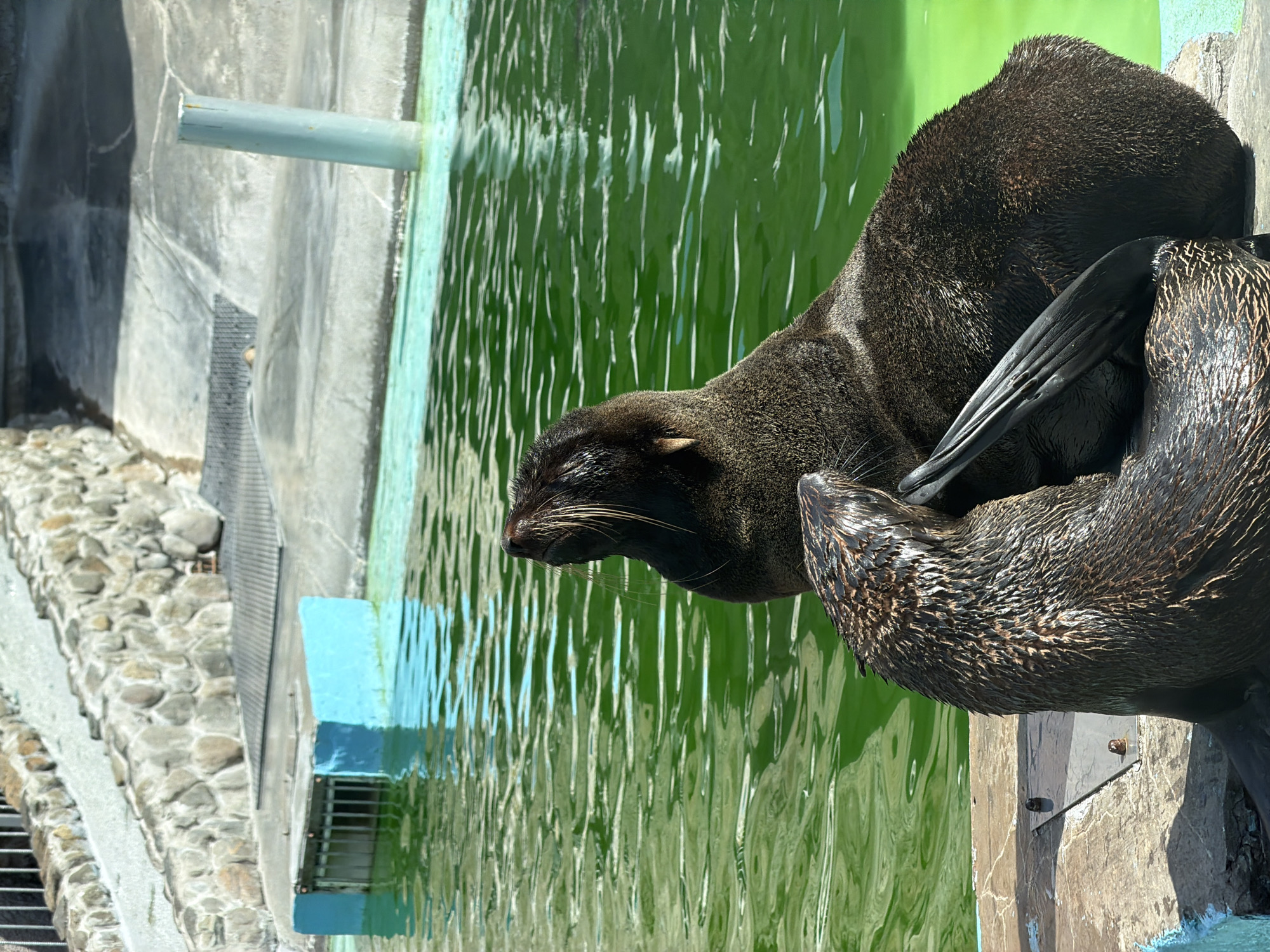 The image shows two seals in an enclosure. The seals are dark brown and appear to be wet. One seal is looking upwards with its mouth slightly open, while the other is facing away from the camera and appears to be interacting with the first seal. The enclosure has a pool of green water, and a concrete area with a rough stone wall in the background. There is also a light-colored pole sticking out of the water.
The location is identified as the Izhevsk Zoo in Izhevsk, Russia. The zoo is known for its diverse collection of animals, including marine mammals.