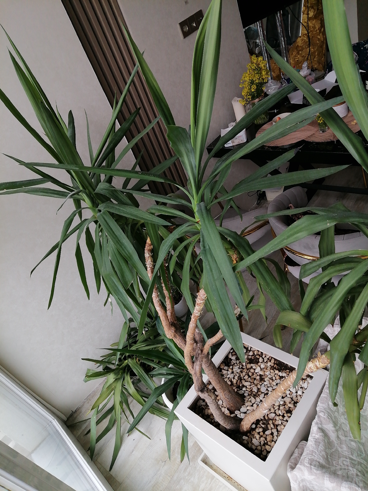 A high-angle shot features a yucca plant in a square, white pot filled with small pebbles. The plant has several stalks, some appearing dry and woody, others topped with long, green leaves. The plant is situated indoors near a window. In the background, there is a wall with vertical wooden slats, a table with various items, and a gray upholstered chair. The presence of indoor plants suggests a domestic setting. The location is unspecified, and there is no evidence to confirm it is in Trubacheyevka, Russia. The image contains no people, actions, or interactions.