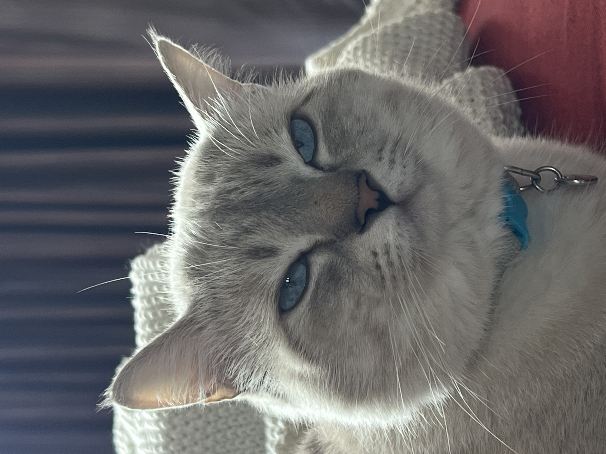 A close-up, eye-level, vertical shot shows the face of a light-colored cat with blue eyes. The cat is facing forward, with its head tilted slightly to the right. Its fur is a light grey and white color, with darker grey markings on its face and ears. The cat is wearing a blue collar with a silver tag. The background is blurred and appears to be a dark curtain. The cat's expression is serious, with its eyes narrowed. The lighting is soft and diffused, casting a slight shadow on the cat's face.
