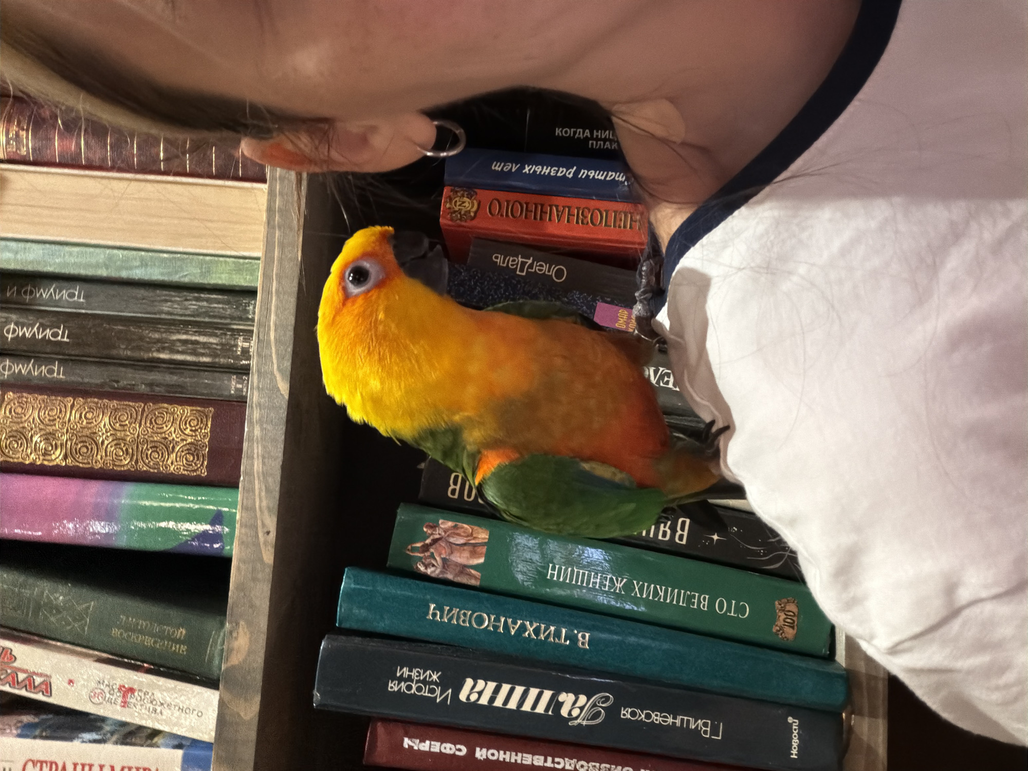 An adult, female Sun Conure parrot is perched on the shoulder of a person whose head and upper body are visible on the right side of the frame. The parrot is facing left and has bright yellow and orange plumage on its head and chest, with green and orange on its wings and tail. The person is wearing a white t-shirt with a navy blue trim around the collar. The background consists of several shelves filled with books. The books are of various colors and sizes, with some spines showing titles in Cyrillic script. The overall environment appears to be indoors, possibly a library or a study. The image was taken in the city of Khimki, Russia.