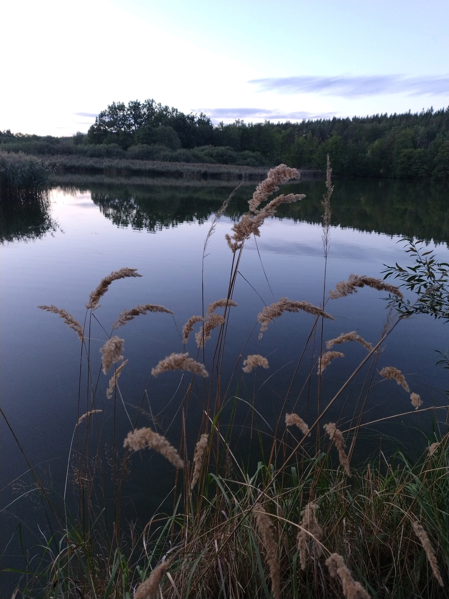 A serene, natural landscape unfolds in Dobev, Czechia, captured at dusk. The scene is dominated by a calm body of water, reflecting the muted colors of the sky and the dense foliage bordering its banks. Reeds and tall grasses in the foreground, with their feathery seed heads, sway gently, adding a touch of softness to the composition.
The water's surface is dark and still, disturbed only by subtle ripples that distort the reflections of the trees and the sky. The sky itself is a pale canvas of twilight, with soft, elongated clouds hinting at the approaching night. A line of trees, varying in density and species, forms a natural boundary along the water's edge. This includes areas of thick, leafy bushes and taller, more structured trees, some of which appear to be conifers.
The lighting suggests the golden hour has passed, transitioning into the blue hour, where shadows lengthen and colors deepen. The overall atmosphere is one of tranquility and quietude, a typical scene found in the natural reserves or along the waterways surrounding Dobev. There are no visible people or structures, emphasizing the untouched, wild character of the location. The image appears to be a vertical composition, drawing the viewer's eye from the foreground reeds to the distant tree line and the vast expanse of the sky.