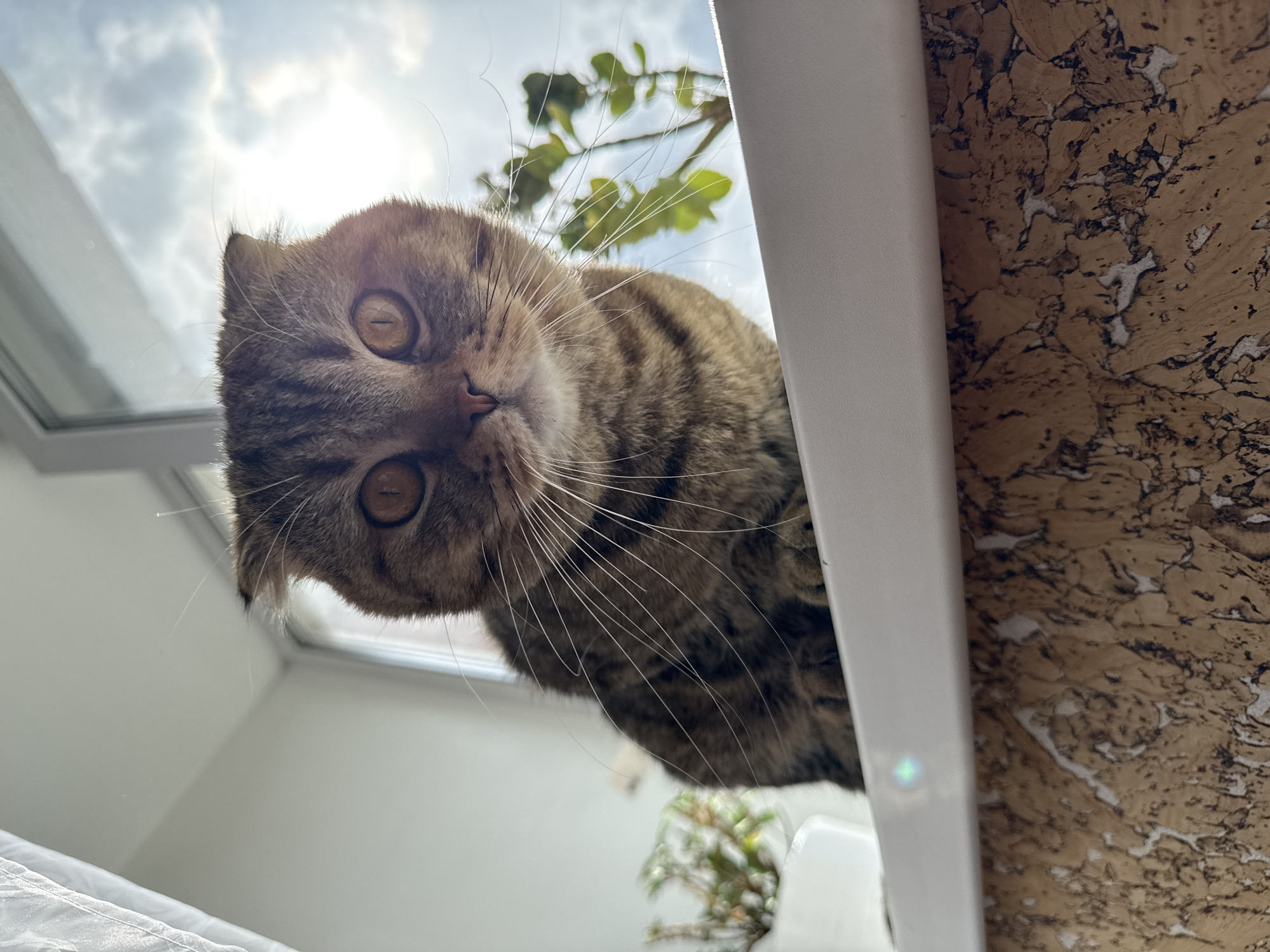 The image displays a low-angle, close-up perspective of a domestic cat looking directly into the camera with an alert and curious expression. The cat has short, striped tabby fur in shades of brown, black, and tan. Its prominent amber eyes are wide open, showing distinct horizontal pupils that indicate bright lighting. Numerous white whiskers extend from its muzzle, and its small ears are folded forward and down, suggesting a breed like a Scottish Fold.
The setting appears to be indoors with natural light streaming in. The upper left portion of the image reveals a bright daytime sky with clouds and strong sunlight. A white window frame borders the left and top edges, through which blurred green foliage from a plant is visible. On the right side, a textured wall or panel, resembling cork with a mottled brown and white pattern, is present. A soft, white surface, possibly fabric, is visible in the bottom left corner. The time of day is clearly bright daytime. No text is visible in the image. The cat's demeanor suggests watchfulness or playful engagement.