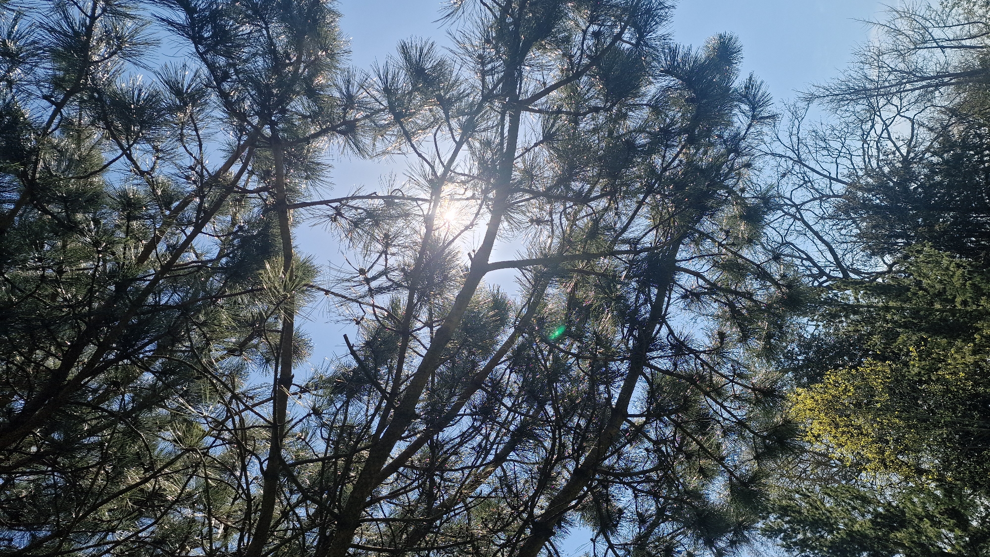 The image is a low-angle view looking up into the canopy of evergreen trees, likely pines. The sun is shining through the branches, creating a bright glare in the center of the frame and casting shadows throughout the foliage. The sky is visible through the gaps in the branches, appearing a pale blue. Some bare tree branches are visible on the right. The exact location is difficult to determine from the image alone, but a general description can be given: a woodland area within the city of Lincoln, United Kingdom. No people, specific objects or interactions are identifiable from the image.