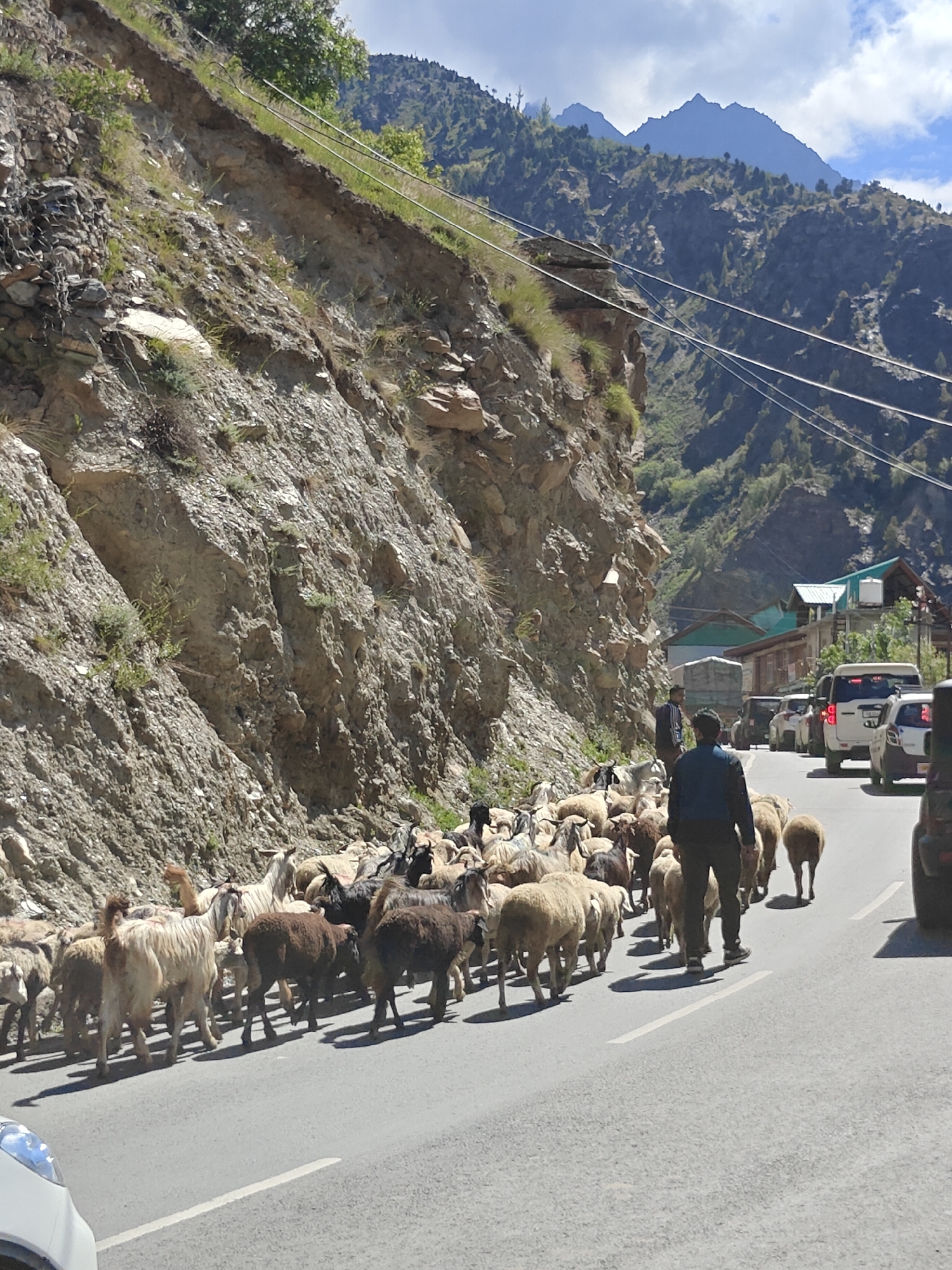 In Keylang, India, a flock of sheep and goats moves along a paved road beside a steep, rocky mountainside. The road is bordered on the left by a sheer rock face covered in sparse vegetation and retaining wires. On the right, several vehicles, including a white SUV and a dark-colored SUV, are stopped or moving slowly, adhering to the sheep and goats' pace. Two men are present on the road; one, wearing a dark jacket and pants, walks behind the herd, appearing to guide them, while another, in a blue jacket and dark pants, stands to the left. In the background, a few buildings with green and brown roofs are visible, nestled against the mountains. The sky is partly cloudy, with sunlight illuminating the scene, casting shadows from the animals and people onto the road. The overall impression is a natural landscape intertwined with human activity, where the movement of livestock temporarily disrupts vehicular traffic.