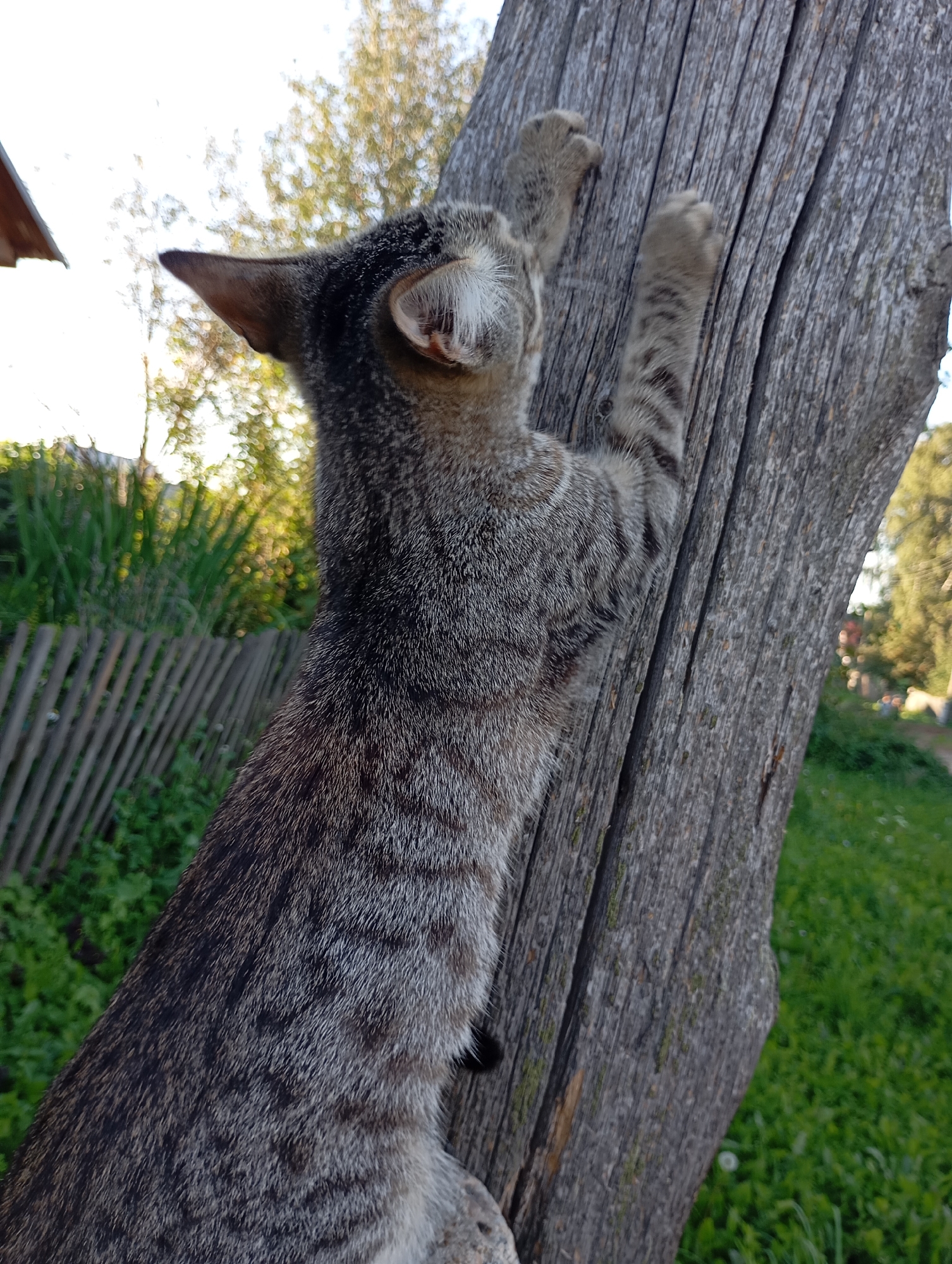 A tabby cat with grey and brown stripes is climbing a weathered wooden post. The cat's front paws are extended and gripping the rough surface of the wood. Its head is turned away from the camera, looking upwards and to the left. In the background, a wooden fence runs diagonally across the frame, separating a patch of green grass from more vegetation. Sunlight filters through the trees in the distance, creating a dappled effect. The scene appears to be in a rural setting, possibly on the outskirts of the city of Fokino, Russia, given the typical architecture and natural environment.