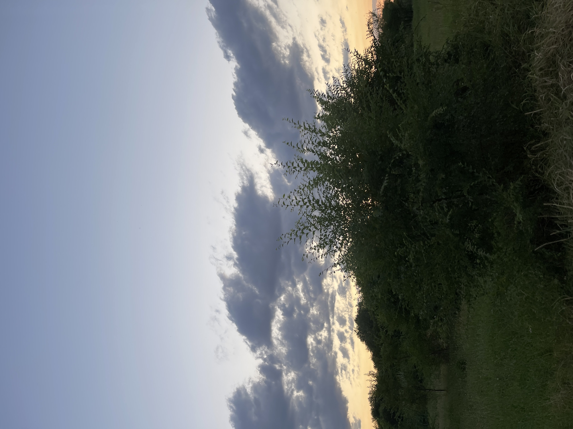 The image depicts a landscape with a focus on the sky and vegetation. The sky is a gradient of light blue at the top, transitioning to a pale yellow near the horizon. Dark, textured clouds are scattered across the middle of the sky, contrasting with the lighter areas.
In the foreground and midground, there is lush green foliage. A prominent bush with dense, leafy branches occupies the central and right portions of the frame. Behind this bush, a line of trees and darker vegetation forms a natural boundary. The ground is covered in grass, which appears taller and wilder in some areas, particularly in the lower portion of the image, and more manicured or shorter in others. Some dried grasses or stalks are visible at the very bottom edge.
The lighting suggests either early morning or late evening, with the soft colors in the sky indicative of twilight. There are no people or animals visible in the image, nor are there any man-made structures or objects. The scene is natural and appears to be an outdoor rural or park-like setting. The location is stated to be the city of Donskoye, Russia.