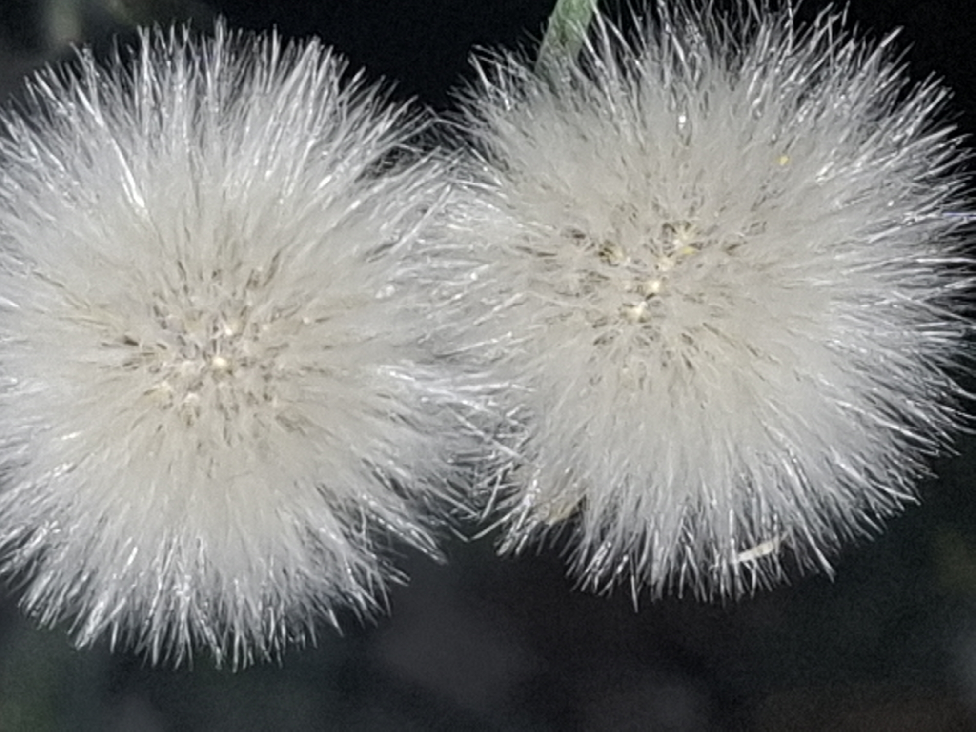The image is a close-up, outdoor photograph of two fluffy, white seed heads, likely from a dandelion or a similar plant. The seed heads are spherical and radiate fine, hair-like filaments. The background is dark and blurred, suggesting a natural environment with limited light. There are no people or any recognizable landmarks of Almaty, Kazakhstan visible in the image.