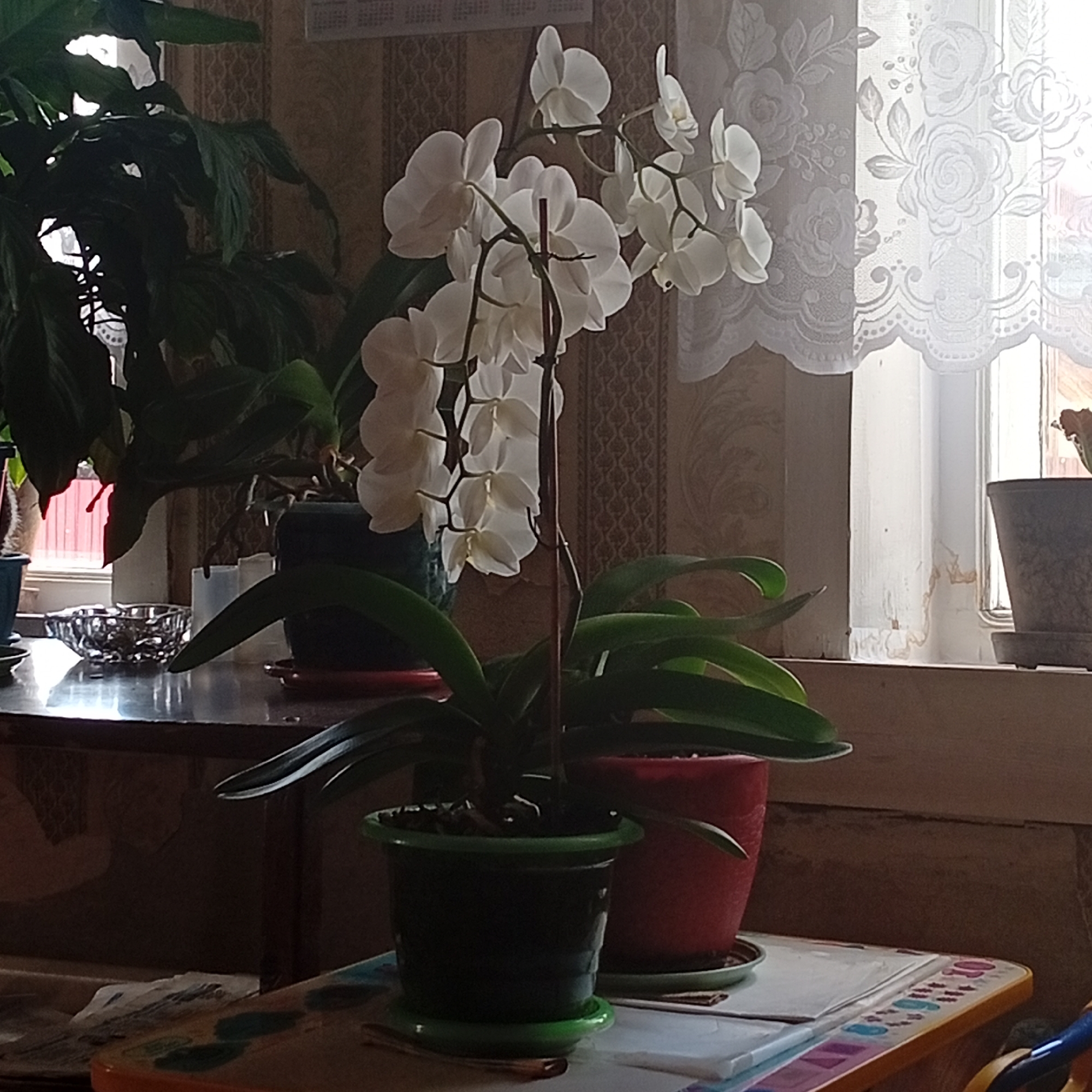 A photograph taken indoors, possibly in Barda, Russia, shows a white orchid in full bloom in a dark green plastic pot. The orchid is prominently positioned on a table that is covered with papers and colored decorations, likely a child's table. A reddish-orange pot is also visible slightly behind the orchid, indicating the presence of another plant. The scene also features a larger green plant in a blue pot sitting on a dark wooden surface, likely a shelf or table. An ashtray is near the plant. A window draped with a white floral curtain is behind the plants, letting in natural light. The room has patterned wallpaper in the background. The photograph appears to be taken in a home setting.