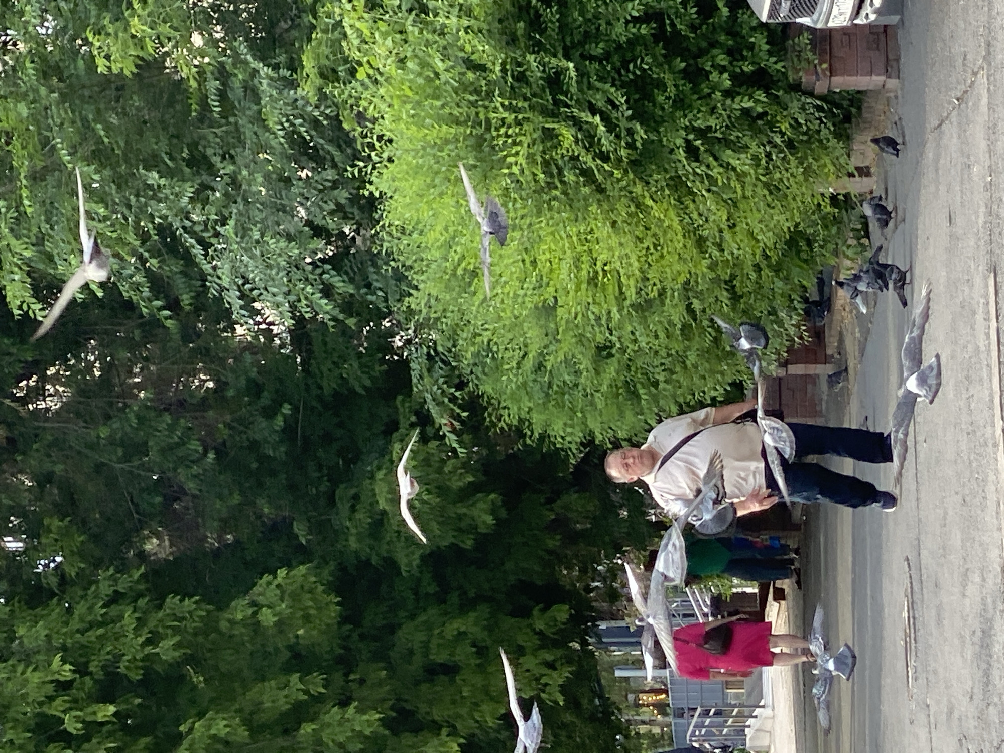 A group of pigeons are flying and walking on a paved surface next to a lush green hedge. One person, a man wearing a light-colored polo shirt and dark pants, is walking away from the camera. He has a strap from a bag going across his chest. To his right, another person, a woman wearing a bright pink dress and carrying a dark purse, is also walking away from the camera. She is accompanied by what appear to be decorative bird sculptures. A car is parked in the background, and there are some brick structures. The lighting suggests it is daytime, possibly late afternoon given the shadows. The overall scene appears to be outdoors in an urban or park-like setting.