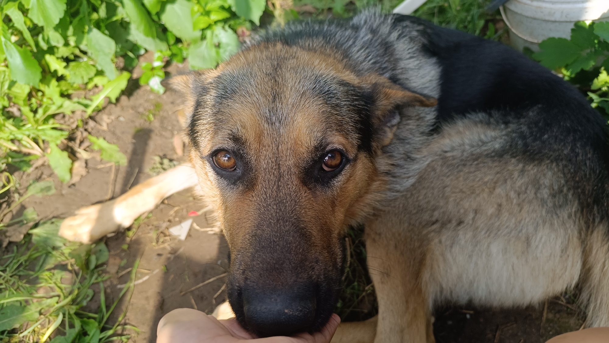 A close-up, eye-level shot captures a German Shepherd dog lying on the ground outdoors. The dog's head and front portion of its body are in focus, with its gaze directed towards the camera. A human hand is visible in the lower left corner, gently touching the dog's muzzle. The background consists of green foliage, brown dirt, and a glimpse of a white bucket. The lighting suggests it is daytime, with some shadows present. There is no specific information to indicate the location as Karsha, Russia.