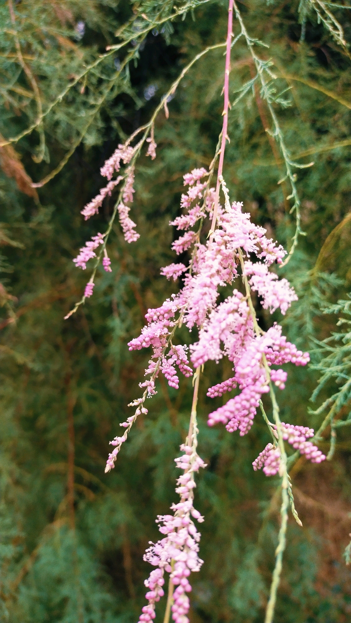This is a close-up, vertically oriented, outdoor photograph of a flowering branch of a tamarix plant, likely taken in Horishni Plavni, Ukraine. The plant's delicate, pink, feathery flowers are clustered along slender, arching stems that hang downwards. The background is a blur of deep green foliage, suggesting a natural or garden setting. The lighting is soft, highlighting the texture and color of the blossoms. There are no people or animals visible in the image.