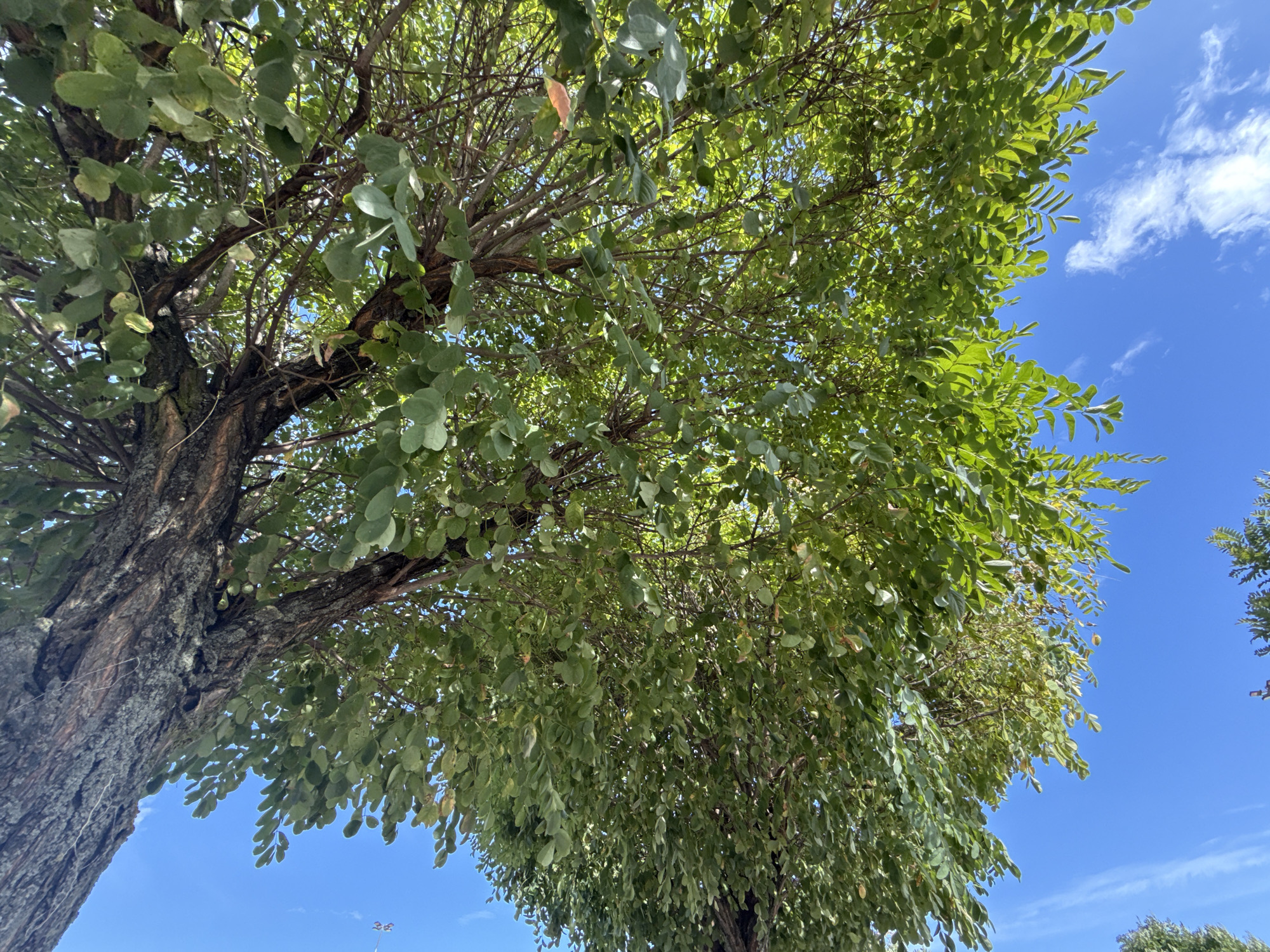 This image shows an upward view of a large tree with green leaves against a bright blue sky with scattered white clouds. The bark of the tree is rough and textured. The branches are numerous and spread out, creating a canopy of leaves. The perspective is from directly below the tree, looking up towards the sky. The scene is outdoors, likely in a park or natural area. There are no people or specific man-made structures immediately visible, though the general environment suggests a location within a populated area given the mention of Bielany Wrocławskie, Poland. The lighting indicates it is daytime.
