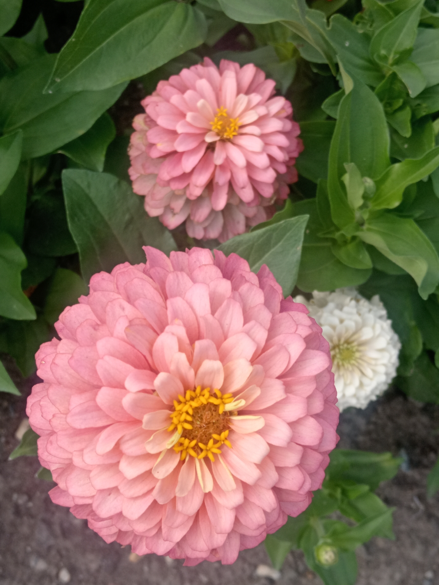 This is a close-up, eye-level, outdoor shot of three zinnias in a garden. The main focus is a large, light pink zinnia in the foreground, positioned to the left of the frame. Its petals are layered and slightly curled, with a bright yellow center. Behind it, to the right and slightly out of focus, is a smaller, white zinnia with a pale green center. Further back and to the upper left, another light pink zinnia is visible, mostly in profile. The flowers are surrounded by lush, dark green leaves. The ground beneath the flowers appears to be a mix of dark soil and small gravel. The lighting is natural, suggesting daytime. There are no people or animals present. This scene is consistent with a garden setting in Belogorsk, Russia.