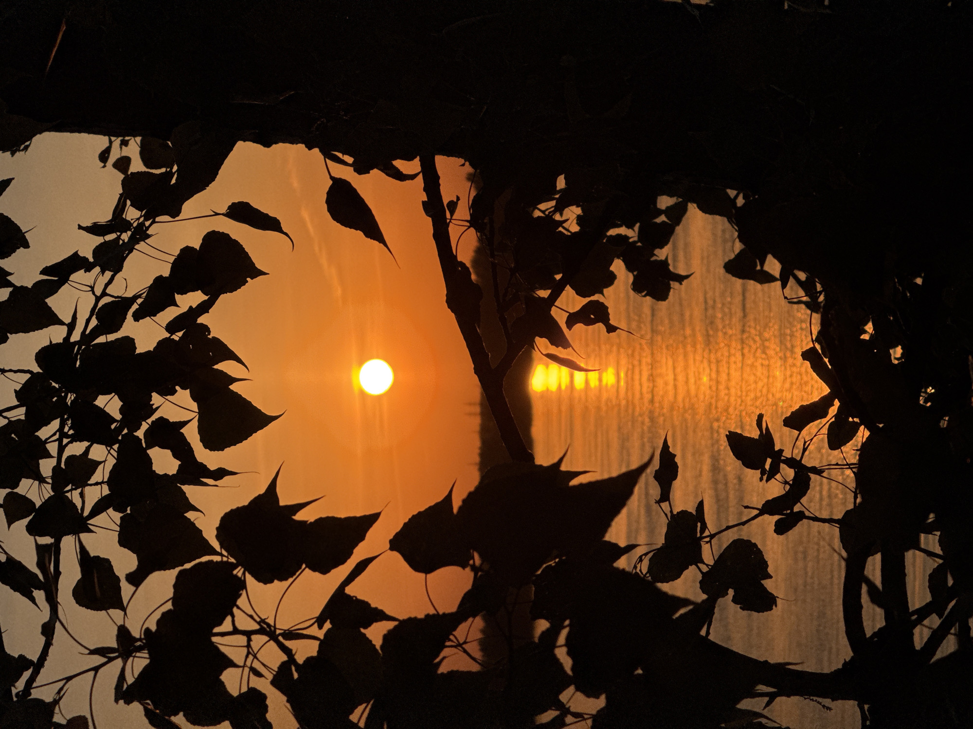 The image shows a bright sun against a textured orange sky, framed by silhouetted tree branches and leaves. A dark shape, possibly a roof, obscures the top edge of the scene. The sun reflects on what appears to be rippled or vertically textured glass or water in the background. The reflection has distinct parallel lines. The location of Chaikovsky, Russia is not discernible from the image. The absence of people, objects, actions, and interactions is apparent.