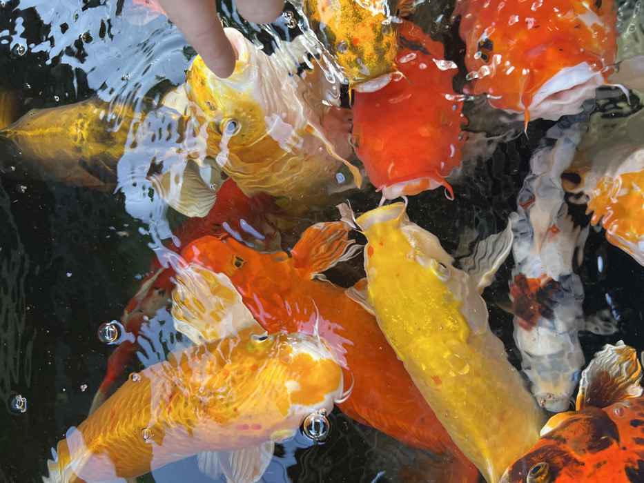 The image displays an overhead perspective of a Koi pond or tank, located in Nha Trang, Vietnam. A dense aggregation of multiple Koi fish of varying sizes and colors occupies the water's surface. Prominent fish colors include bright orange, yellow, red, and white, with some exhibiting patterns of black and orange. Several fish have their mouths open, positioned at the water line, indicative of feeding or seeking sustenance. A human finger is partially visible in the upper right, making direct contact with the oral region of a large yellow and white Koi. The water surface is disturbed by ripples, splashes, and small air bubbles, particularly where the fish are gathered and interacting with the finger. Reflections from an external light source are present on the water and the fish scales. The submerged areas of the pond appear dark.