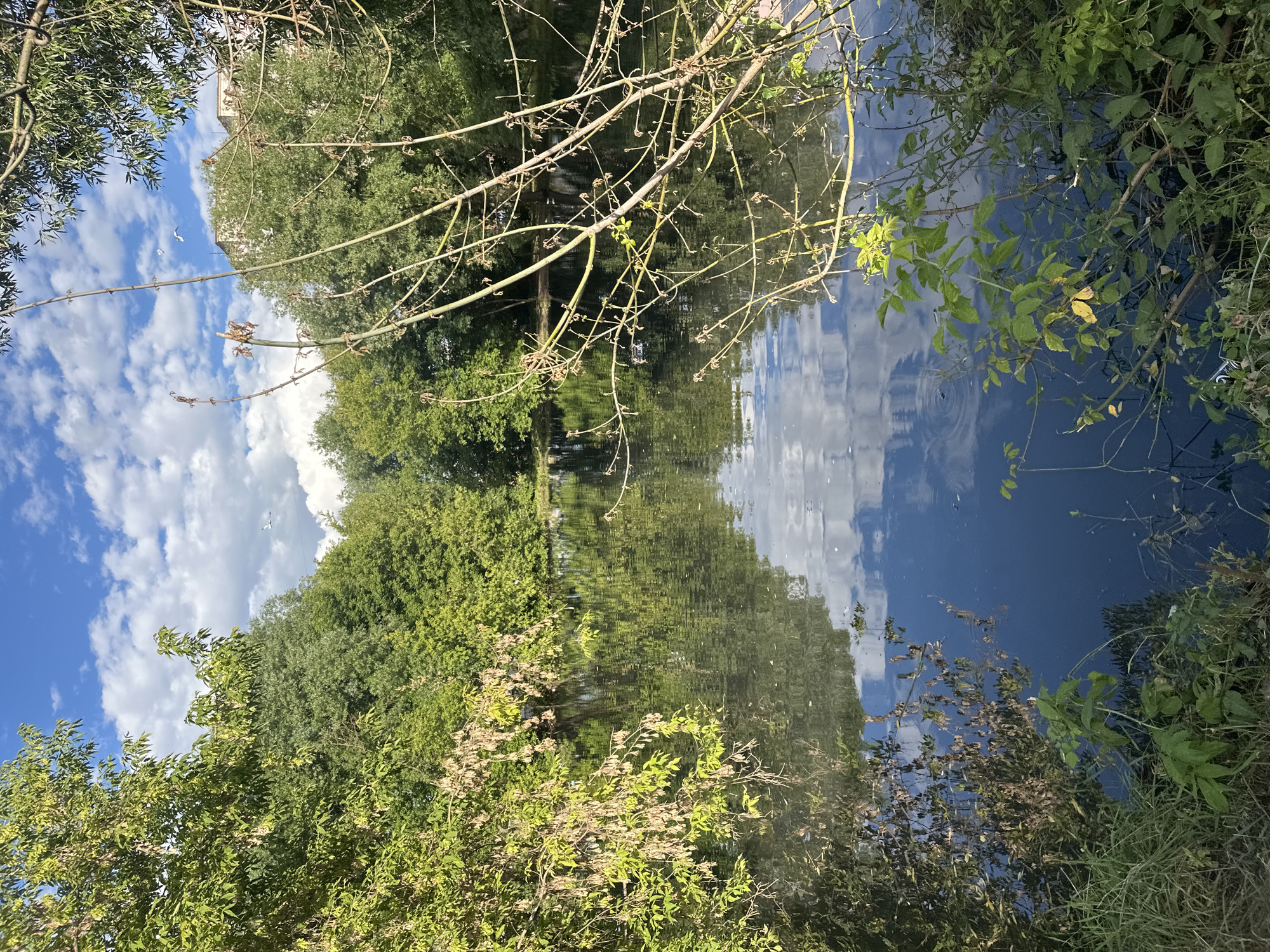 The image depicts a tranquil waterscape, likely a canal or river, bordered by lush green trees and vegetation. The water's surface reflects the sky, which is a vibrant blue dotted with fluffy white clouds, suggesting a pleasant, sunny day. The reflection is so clear that it creates a mirror image of the sky and the surrounding foliage, almost indistinguishable from the actual scene.
Several bare branches of a tree, possibly an Acer or Willow, extend into the frame from the top, their delicate twigs reaching towards the water. Some small green leaves are beginning to sprout on these branches, indicating the arrival of spring or early summer. In the distance, partially obscured by trees, a building with white walls and a pinkish roof can be seen, hinting at a park or a residential area adjacent to the waterway.
The scene is peaceful and serene, evoking a sense of calm and natural beauty. There are no people or animals explicitly visible in the main body of the water, although the ripples suggest movement. The overall impression is one of a secluded, natural oasis, perfect for quiet contemplation. The photo appears to have been taken mid-day, given the bright sunlight and the clear sky. No text is visible in the image.