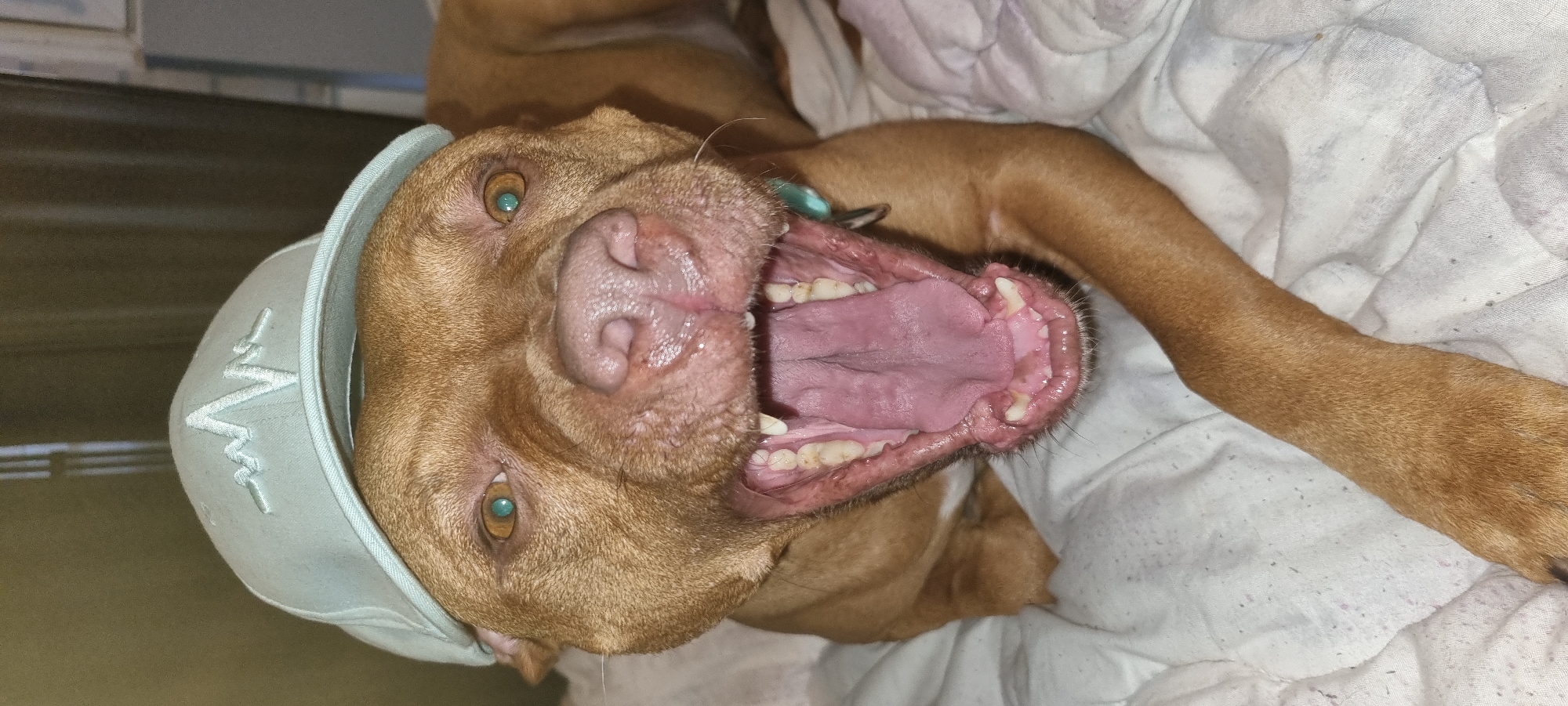 A close-up, angled shot depicts a brown pit bull-type dog wearing a light-colored baseball cap with a white logo. The dog is lying on a white, textured blanket, its mouth wide open, exposing its pink tongue and white teeth. The dog has light brown eyes. The background is partially visible, showing a dark surface and a window with horizontal blinds. The image does not provide information about the city of Sofia, Bulgaria.