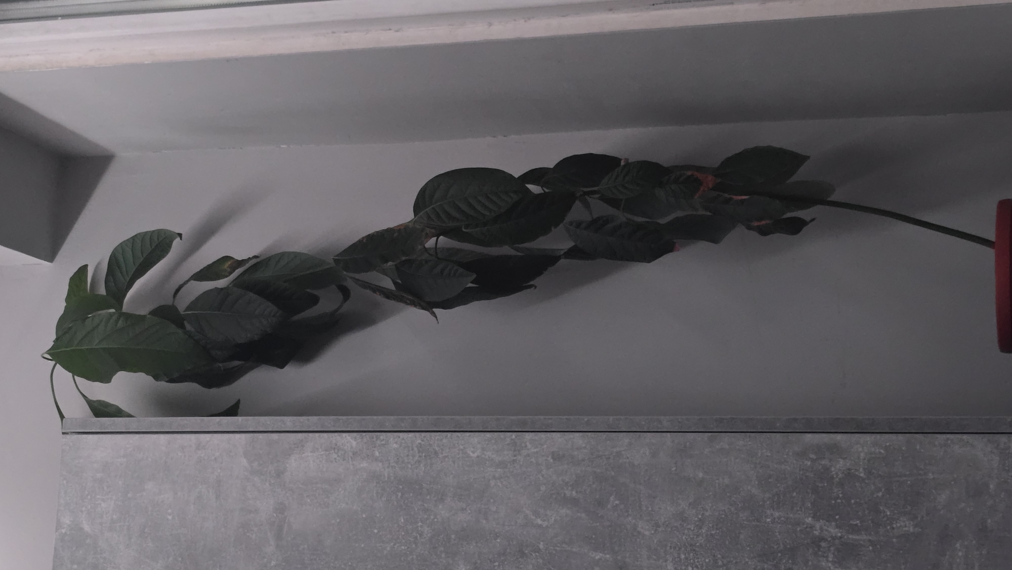 The image shows a plant with large, green leaves cascading horizontally across a gray wall. The plant sits on a ledge or countertop, which is also gray. A portion of the plant near the right edge of the image has hints of pink in the leaves. A red object is visible at the far right end of the stem. The setting appears to be indoors. There is no evidence to support the location in Sofia, Bulgaria.