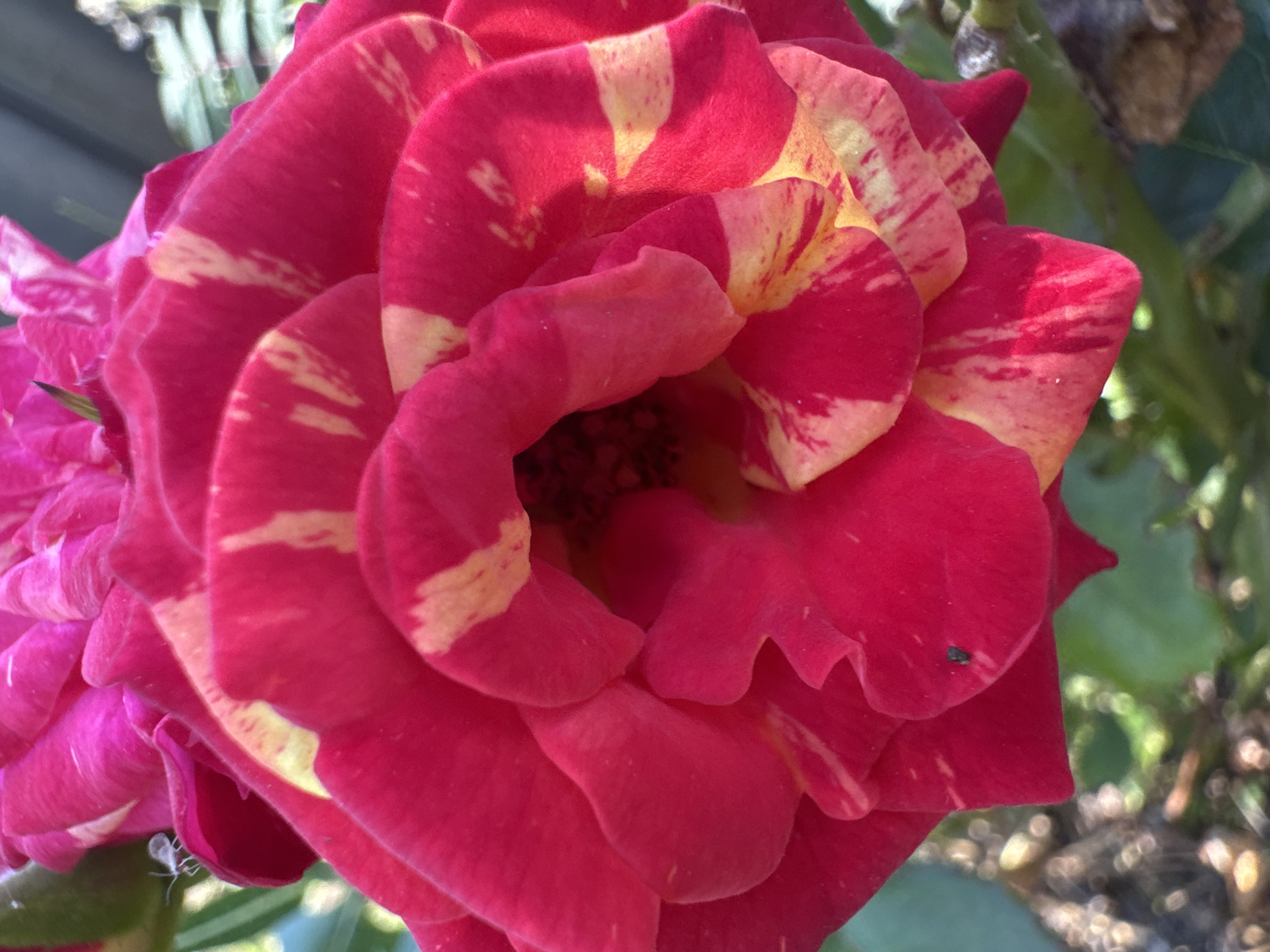 A close-up, top-down shot captures the vibrant petals of a striped rose, predominantly magenta with streaks of yellow. The rose is in full bloom, with its layered petals unfurling towards the center. A tiny, light-colored insect is visible on the lower left petal. The background is a blur of green foliage and bokeh, suggesting an outdoor setting, likely a garden. The image is shot in natural light, highlighting the texture and color variations of the rose petals. There is no indication of the specific location within Таврово, Russia.