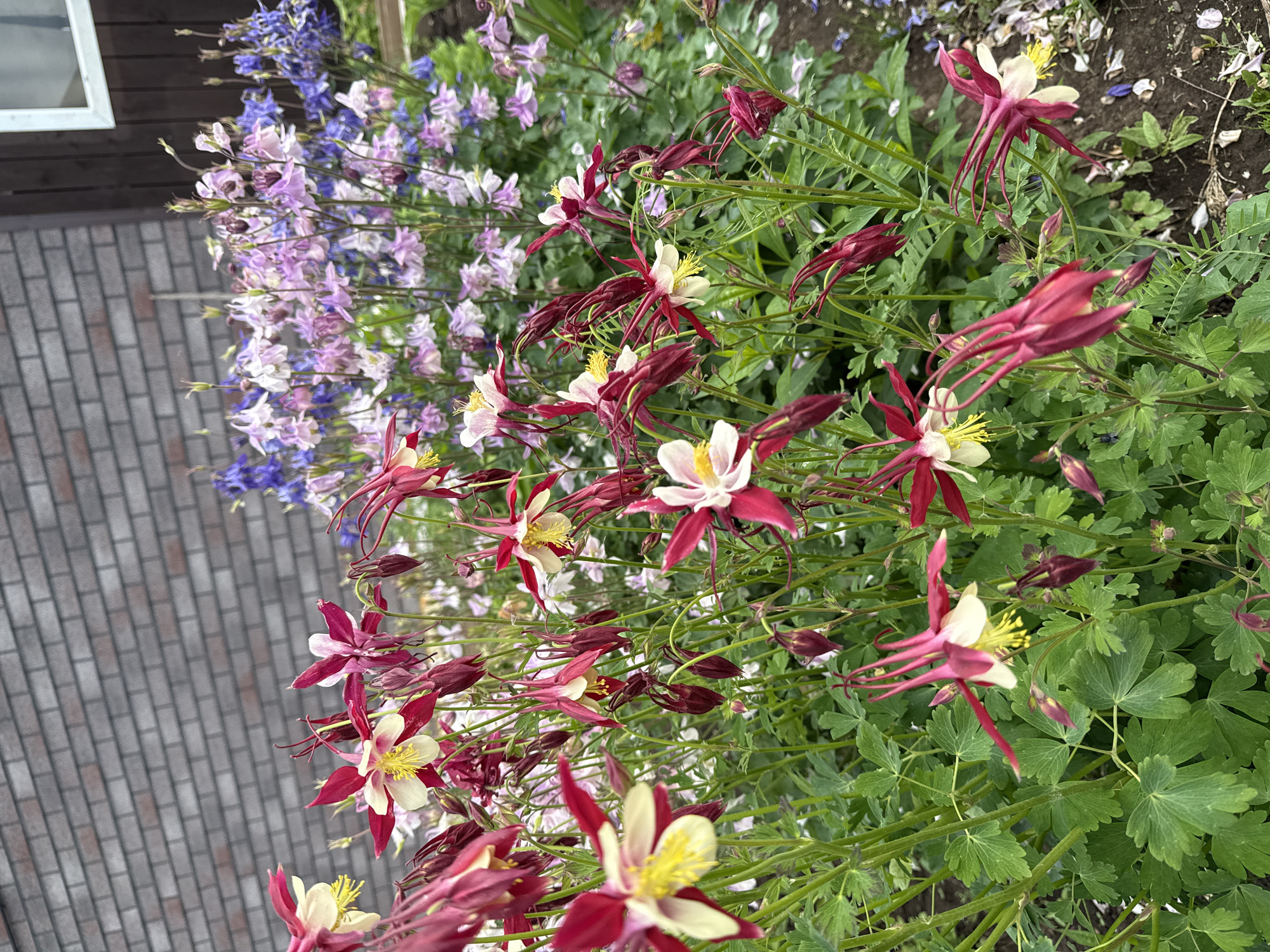 The image depicts a vibrant garden scene in Сизёво, Russia, primarily featuring a dense bed of blooming Columbine (Aquilegia) flowers. In the foreground, numerous red and cream-colored Columbines are prominent, exhibiting their distinctive spurred sepals and yellow stamens, surrounded by lush green foliage. Further back, a profusion of Columbine flowers in shades of purple, lavender, blue, and white creates a softer, blurred backdrop. The environment includes a brick wall on the left, characterized by dark grey bricks with lighter mortar. On the right, a dark wooden structure, possibly a wall or fence, is visible, with a white window frame positioned in the upper right corner. No people are present.