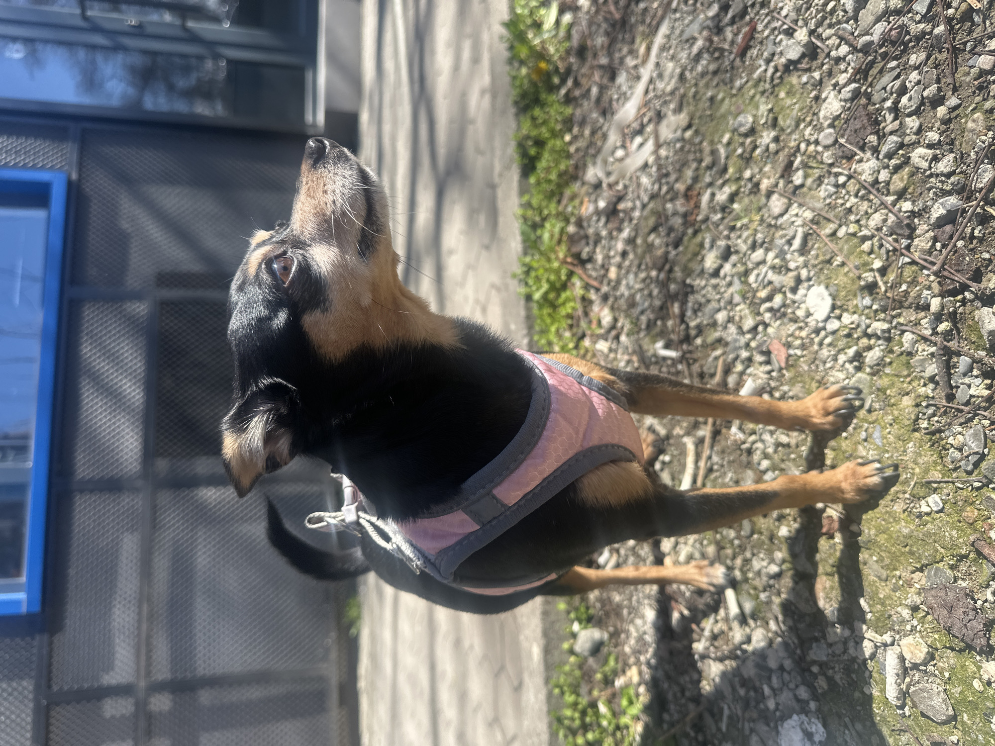 A medium-sized dog with black and tan fur and a pink harness stands on a gravel surface with some grass. The dog is looking upwards and to the left. A concrete path borders the gravel area. A building with a dark grey, possibly metal, mesh facade and a blue-framed window is visible in the background to the left. The scene appears to be outdoors during daylight hours with strong sunlight. The location is not identifiable as Sofia, Bulgaria, from the given visual information.