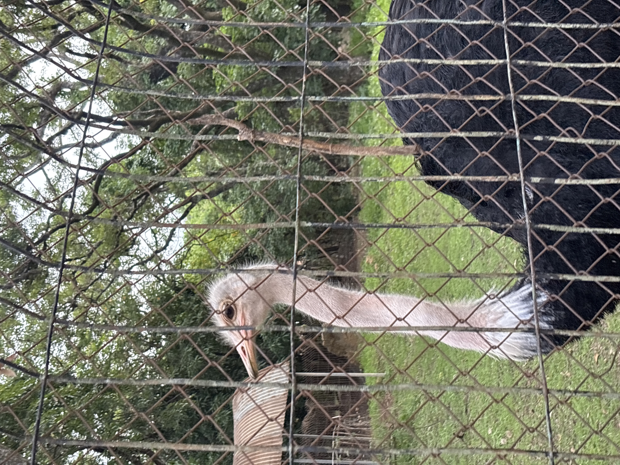 The image shows an ostrich behind a chain-link fence. The ostrich has a long, pale pink neck and head, with a dark eye and a pointed beak. Its body is covered in black feathers. In the background, there are trees and a corrugated metal structure. The ground is covered in green grass. The scene is likely a zoo or an enclosure for the ostrich. The location is identified as Jos, Nigeria.