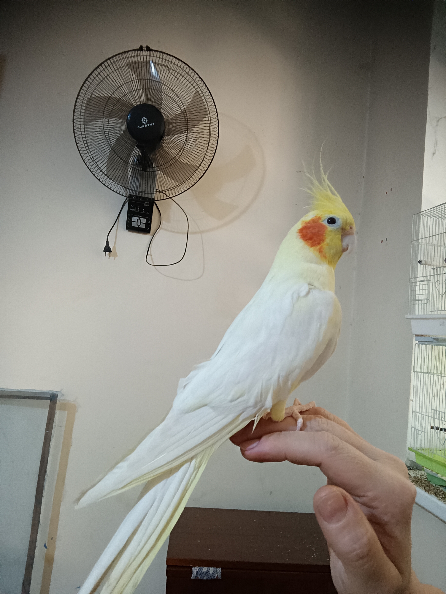 A cockatiel with white and yellow plumage and orange cheek patches is perched on a person's outstretched hand. The bird's tail feathers are long and pale yellow. In the background, a black oscillating fan is mounted on a beige wall. Below the fan, a black electrical cord hangs, connected to a control unit. To the right of the bird, a white birdcage with green and white accents is visible. The scene appears to be indoors, with a plain beige wall dominating the background. There is no indication of the location being in the city of Dangir, Uzbekistan.