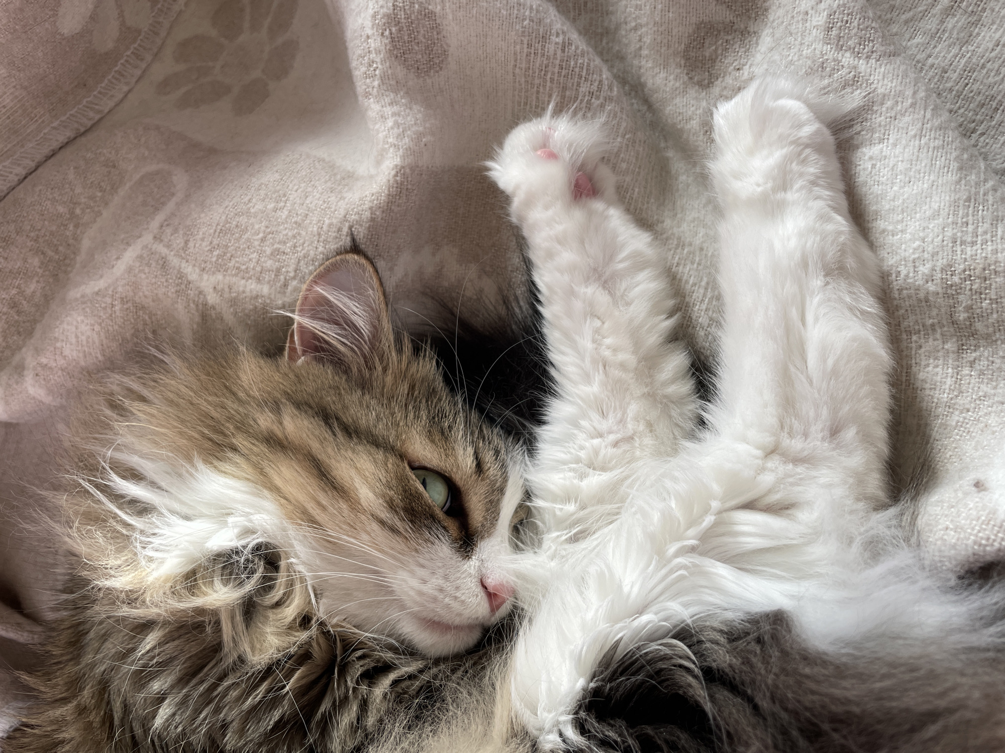A fluffy domestic cat is captured resting on a light-colored, textured blanket in what appears to be an indoor setting in Izhevsk, Russia. The cat is lying on its side, with its head turned slightly towards the viewer and its front paws stretched upwards.
The cat has striking features, including a mix of brown tabby, white, and black fur. Its head displays a prominent brown tabby pattern, while its chest, belly, and paws are predominantly white. Its left eye, a vibrant green, is partially visible and looking towards the camera, conveying a relaxed and observant gaze. A small, pink nose and long white whiskers are also clearly seen. One of its raised paws reveals soft white fur and distinct pink paw pads. The other raised paw is fully extended, showing only white fur. The cat's fur appears soft and medium-long, giving it a luxurious texture.
The blanket underneath the cat is a soft, light beige or off-white color with a subtle woven or knit pattern, possibly floral or abstract, adding to the cozy atmosphere. The lighting is natural and soft, suggesting daytime, and it highlights the different textures of the cat's fur and the blanket. The overall mood of the image is peaceful and serene. There is no visible text in the image.