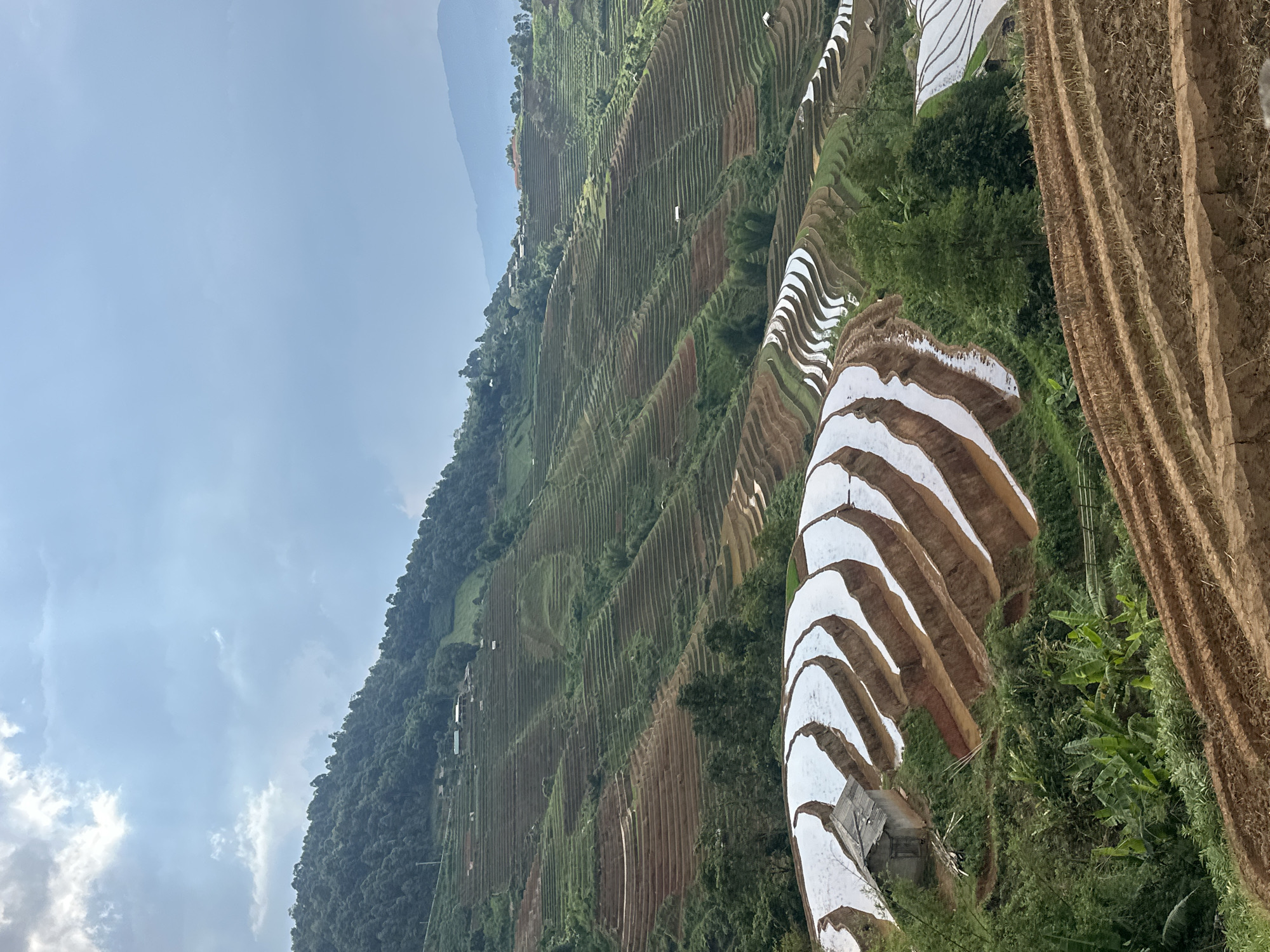 This wide-angle, panoramic image captures an expansive view of magnificent terraced rice fields in a mountainous region, likely Lao Chai, Vietnam, as indicated by the context. The scene is dominated by the intricate patterns of the agricultural terraces, carved into the steep hillsides.
The sky occupies the upper left portion of the image, displaying a soft light blue with scattered white and light gray clouds, suggesting a bright daytime. The mountain range extends across the frame, covered in lush green vegetation and the distinctive layered rice paddies.
Many of the foreground and mid-ground terraces are filled with water, reflecting the bright sky and appearing as shimmering white or light blue segments. These water-filled paddies create a striking contrast with the brown earth of other terraces, which appear either recently tilled or awaiting planting. Interspersed among the terraces are dense pockets of vibrant green trees and bushes, highlighting the natural contours of the landscape.
Towards the left side of the terraced mountainside, in the distance, a few small, simple structures, possibly traditional houses or sheds, are visible. The far right foreground features very close-up details of dry, earthy terrace banks, showing their textured surface.
No people are visible, and there are no discernible activities taking place, creating a serene and timeless atmosphere. The image captures the immense scale of human agricultural ingenuity in harmony with a dramatic natural environment under fair weather conditions. No text is visible in the image.