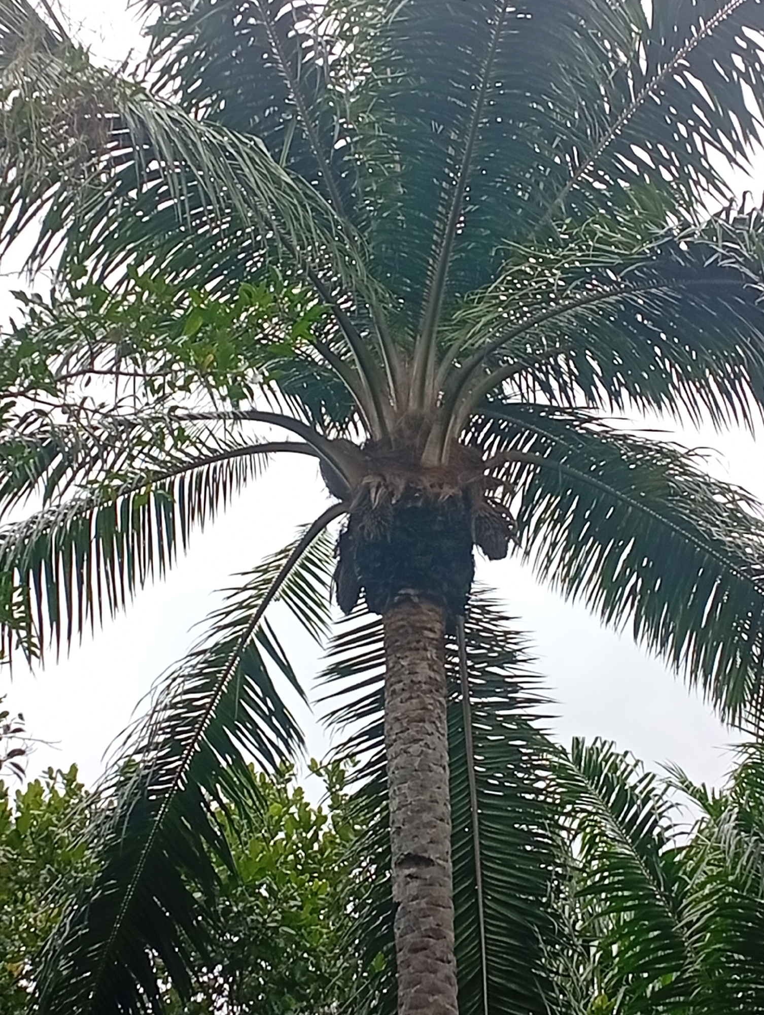 A close-up, low-angle shot focuses on the trunk and fronds of a palm tree, characteristic of the vegetation found in Adda, Nigeria. The trunk is textured with visible rings, and from its crown, large, green fronds fan out against a bright, overcast sky. The foliage is dense, with individual fronds appearing long and feathery. Below the main palm, other trees with lush green leaves are visible, suggesting a tropical or subtropical environment. No people or animals are present in the frame. The scene appears to be an outdoor, natural setting within the city of Adda.