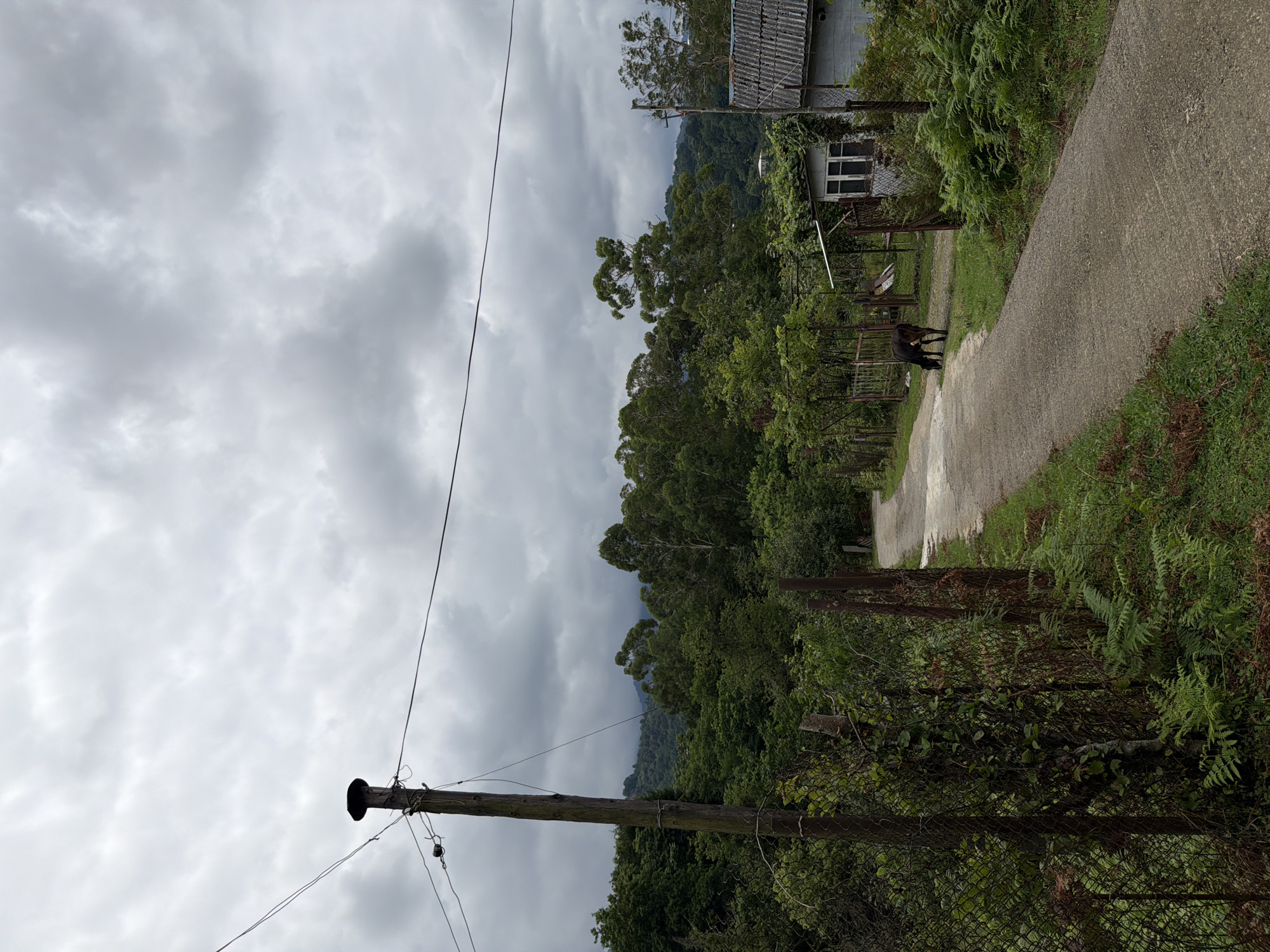 The image depicts a rural scene in Kveda Sameba, Georgia, under an overcast sky. In the foreground, a narrow, paved road curves to the right, bordered by lush green vegetation including ferns. To the left of the road, a weathered wooden utility pole stands tall, supporting electrical wires that stretch across the frame. A chain-link fence runs along the edge of the road, partially obscured by overgrown plants.
Further down the road, a dark-colored cow is grazing on the grass. Beyond the cow, a simple, small white building with a grey, corrugated roof is visible, situated behind a fence. The background is dominated by dense, green foliage and trees, with rolling hills and mountains receding into the distance, their peaks shrouded in mist. The overall atmosphere is subdued due to the cloudy weather.