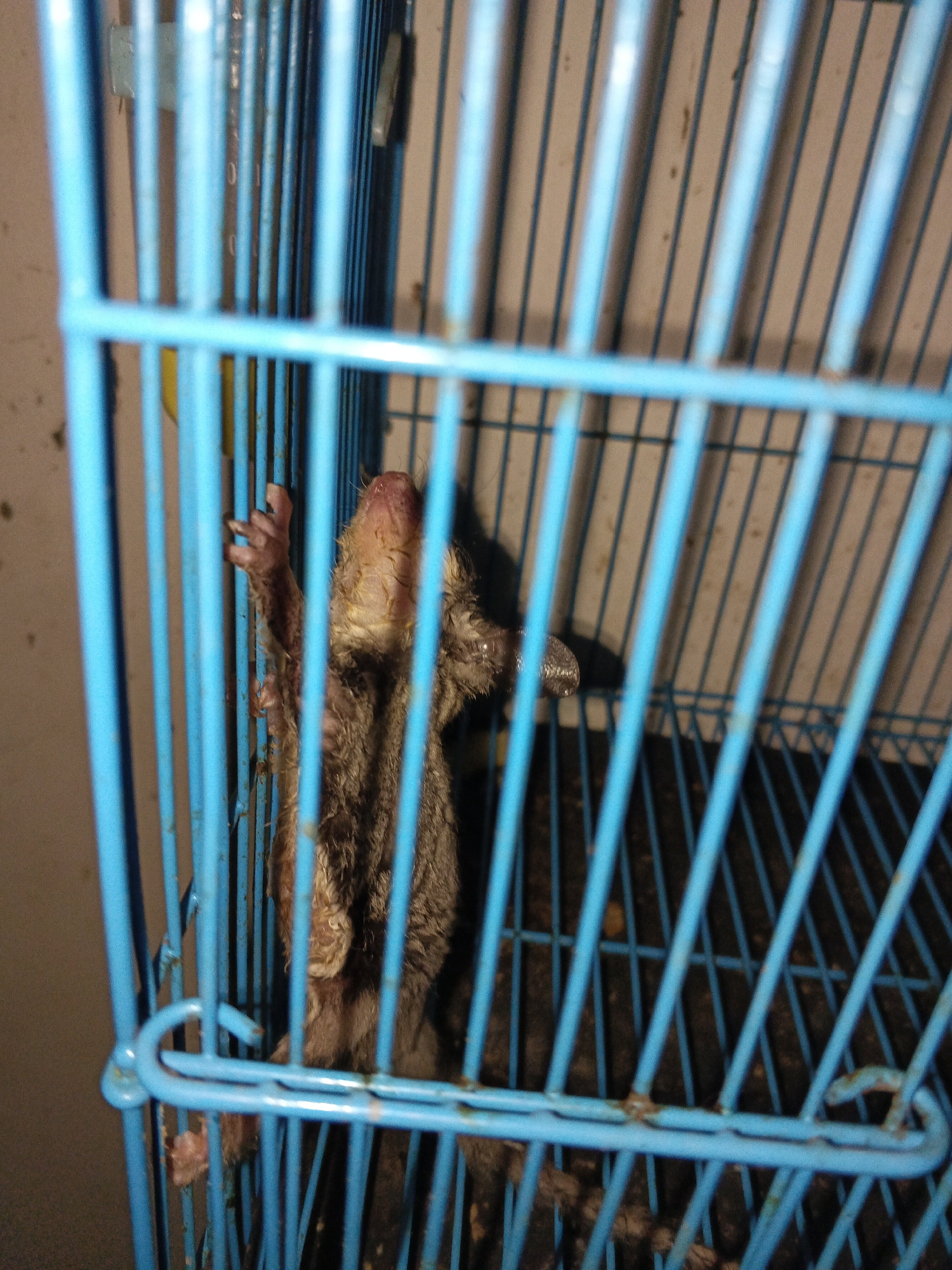 A small, furry animal is pictured inside a blue metal cage. The animal is clinging to the bars of the cage with its front paws. Its fur is brown and gray, and it appears to have a long snout. The background of the image is blurry, but it appears to be an indoor setting with a plain wall. The lighting is dim, casting shadows within the cage. The image was taken in Cikande, Indonesia.