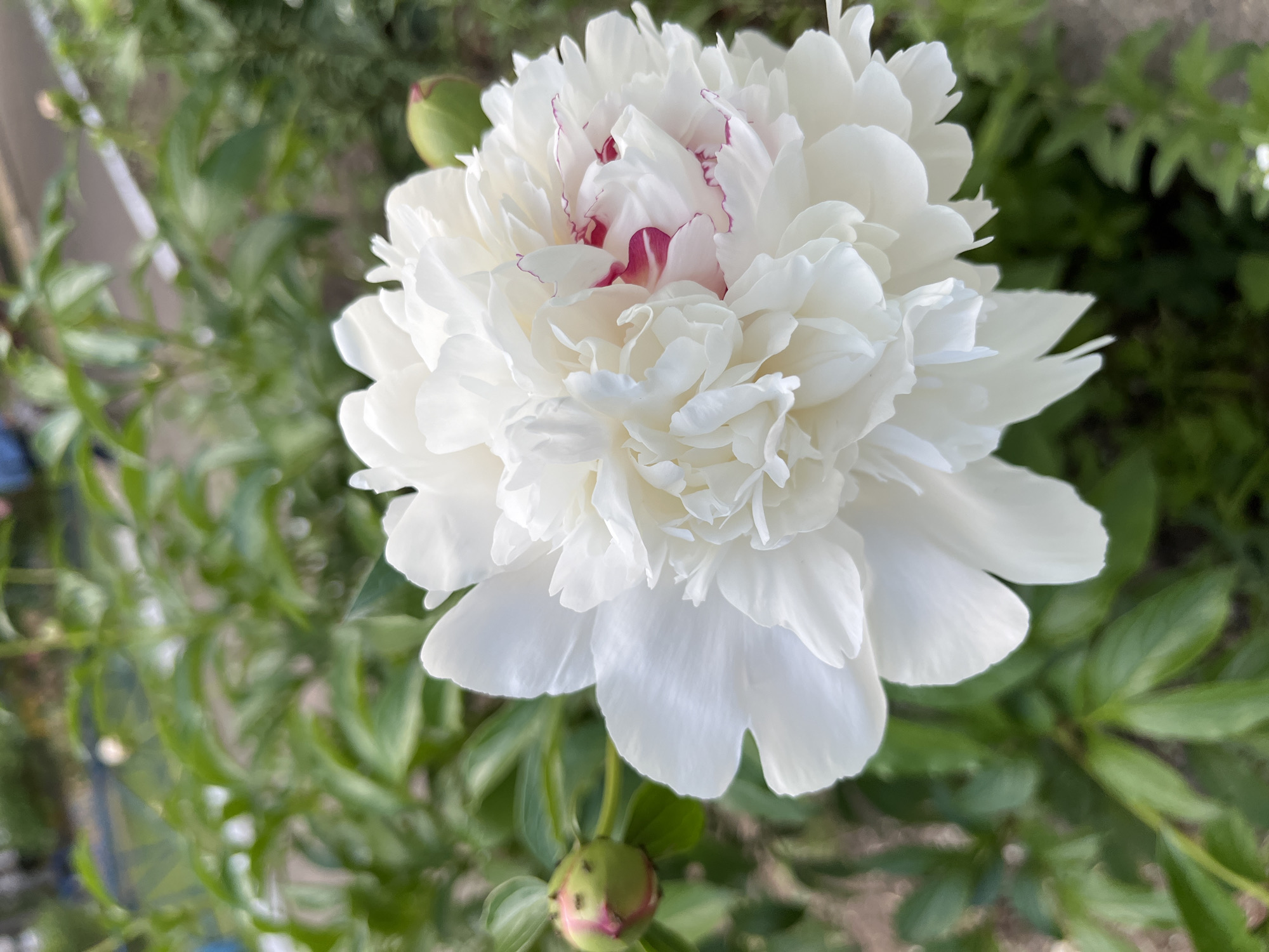 The image shows a close-up of a white peony flower with some red markings on the inner petals, surrounded by green foliage. An unopened bud is visible at the bottom of the frame. There is no indication of the location in the city of Chaikovsky, Russia, or any people, subjects, objects, actions, or interactions in the image. The environment appears to be a garden setting.