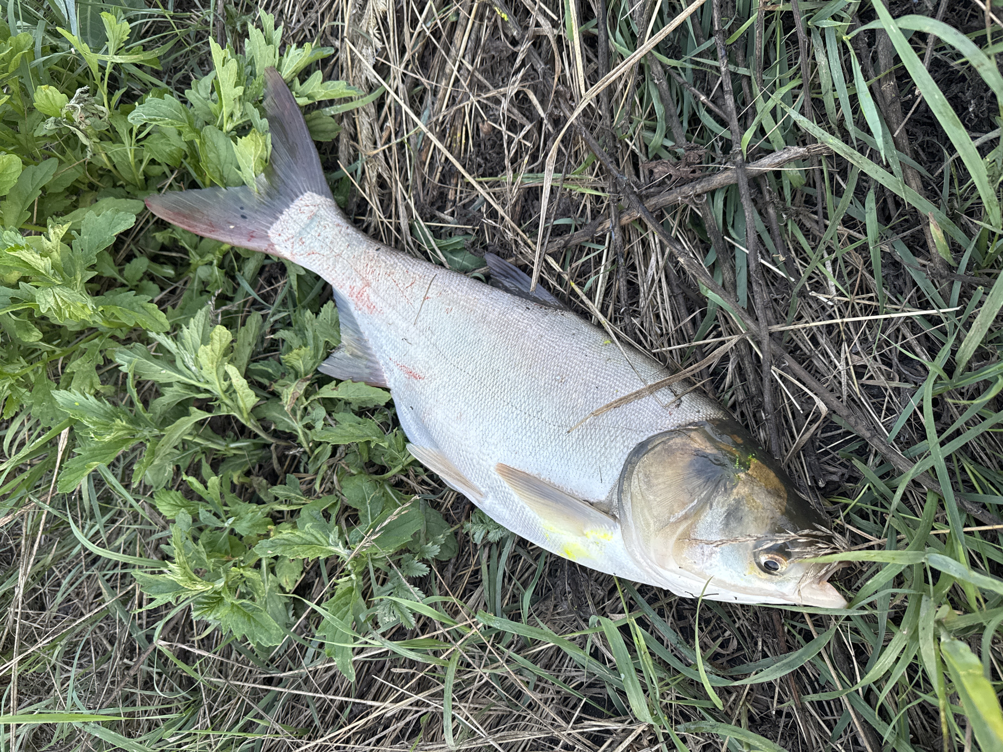 A dead fish lies on the ground amidst tall grass and dry vegetation. The fish is silver with some red markings on its scales and tail fin, which is forked. Its head is positioned to the left of the frame, with its eye clearly visible. The environment appears to be a rural or natural area, with a mix of green plants and dried plant matter. The location is specified as Tarasivka, Ukraine.