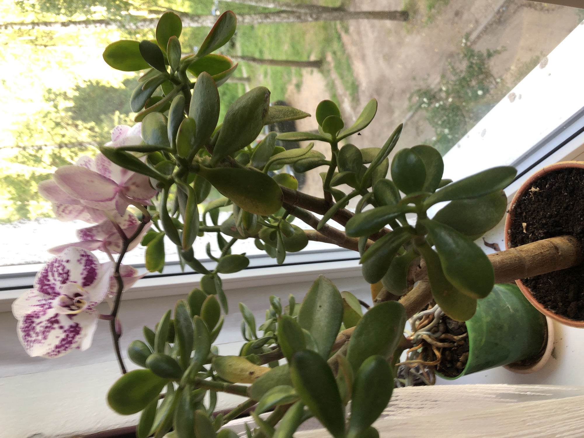 A close-up, vertical, eye-level shot captures a jade plant and a blooming orchid positioned on a white windowsill. The jade plant, with its thick, glossy green leaves and woody stems, occupies the foreground. The orchid, a delicate bloom with white petals speckled with purple, drapes gracefully from a slender stem above the jade plant. Sunlight streams through the window, illuminating the plants and casting a soft glow on the scene.
Beyond the windowsill, a blurred backdrop reveals a verdant outdoor environment. Trees with dappled sunlight filtering through their leaves suggest a park or garden setting. The distant foliage and hints of what appear to be trees and grass indicate a natural, possibly urban, landscape.
The image appears to have been taken indoors, likely in a residential setting, given the presence of houseplants on a windowsill. The overall impression is one of domestic tranquility and the beauty of nature brought indoors. The exact location of Safonovo, Russia, is not directly evident from the visual cues within the image itself.