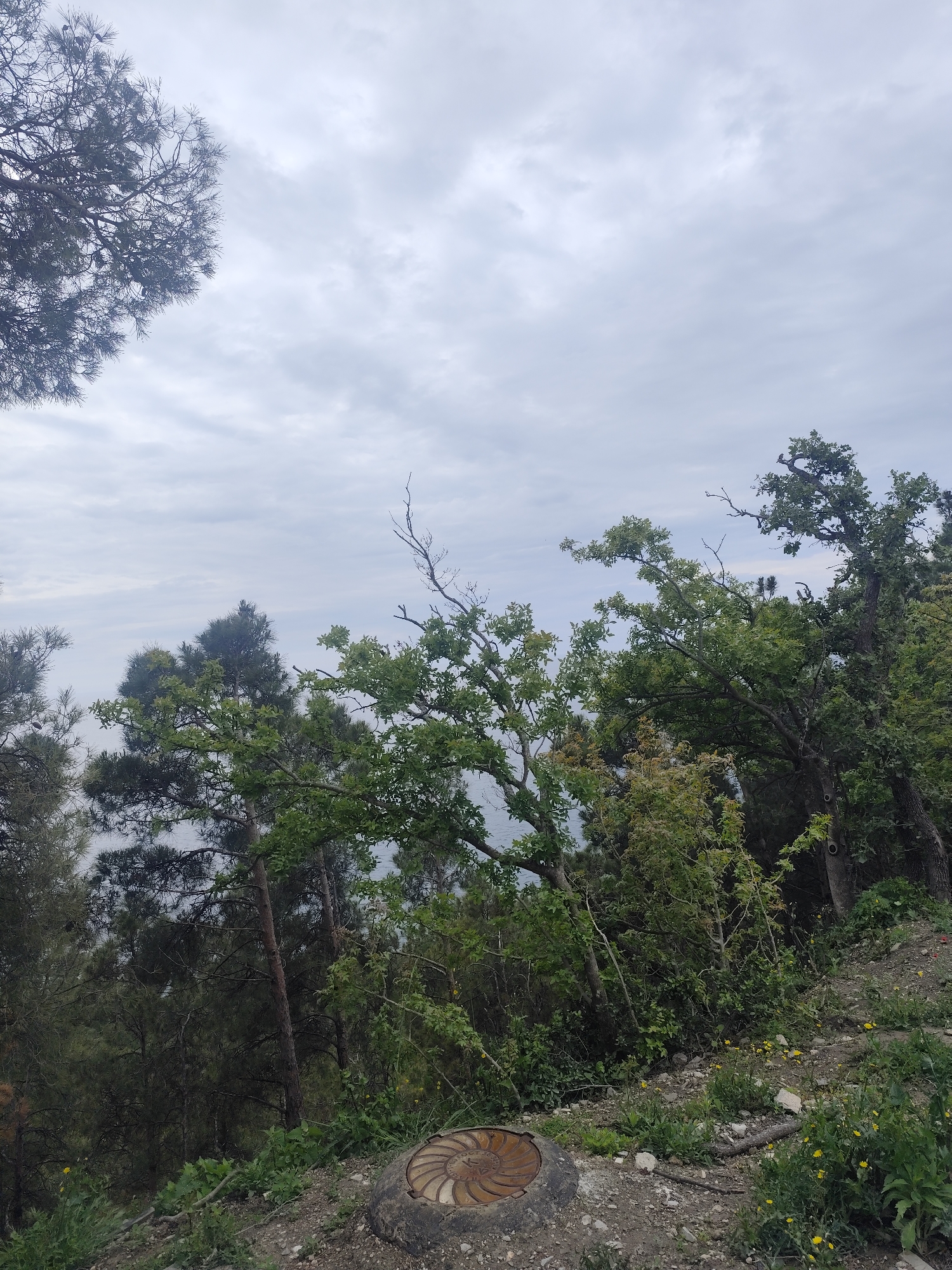 The image depicts a landscape in Симеизский поселковый совет, Ukraine, featuring a mix of trees and vegetation. The sky is overcast with clouds. In the foreground, there is a manhole cover surrounded by dirt, small rocks, and various plants including grasses and small yellow flowers. Trees with green leaves are visible, including some evergreens. Some bare branches are also present. The terrain slopes downward, and a body of water is vaguely visible in the distance through the trees.