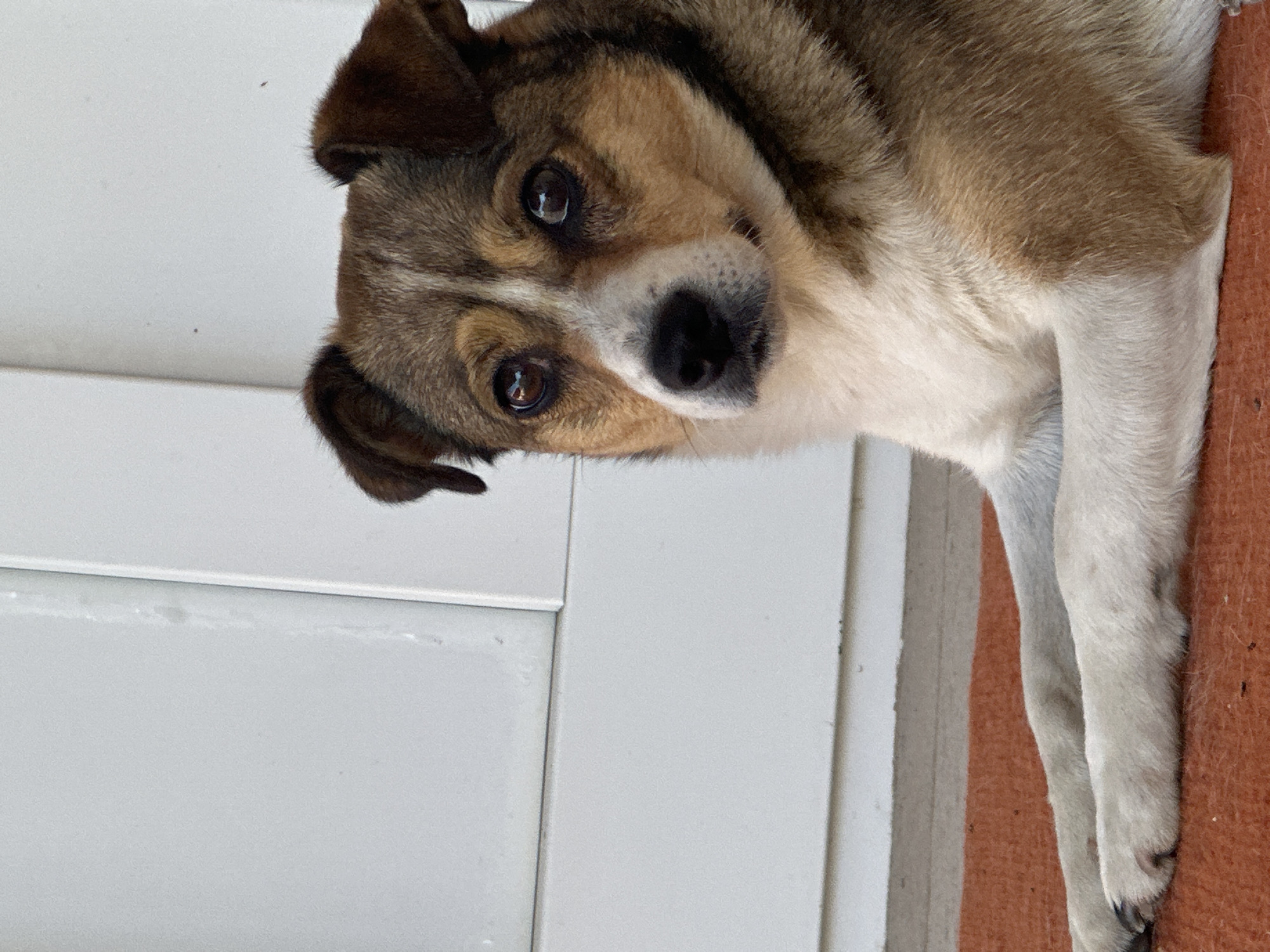 A medium shot photograph captures a medium-sized dog with tan, brown, and white fur resting on an orange rug. The dog is lying down, with its front paws extended forward. The background consists of a white, paneled surface, possibly a door or wall. The dog's expression is attentive, with its eyes focused slightly to the left of the camera. The lighting suggests an outdoor setting, likely during daylight hours. The dog's breed appears to be a mixed breed, with characteristics of a terrier or herding dog. The image does not provide any specific information about the location in the city of Makiv, Ukraine.