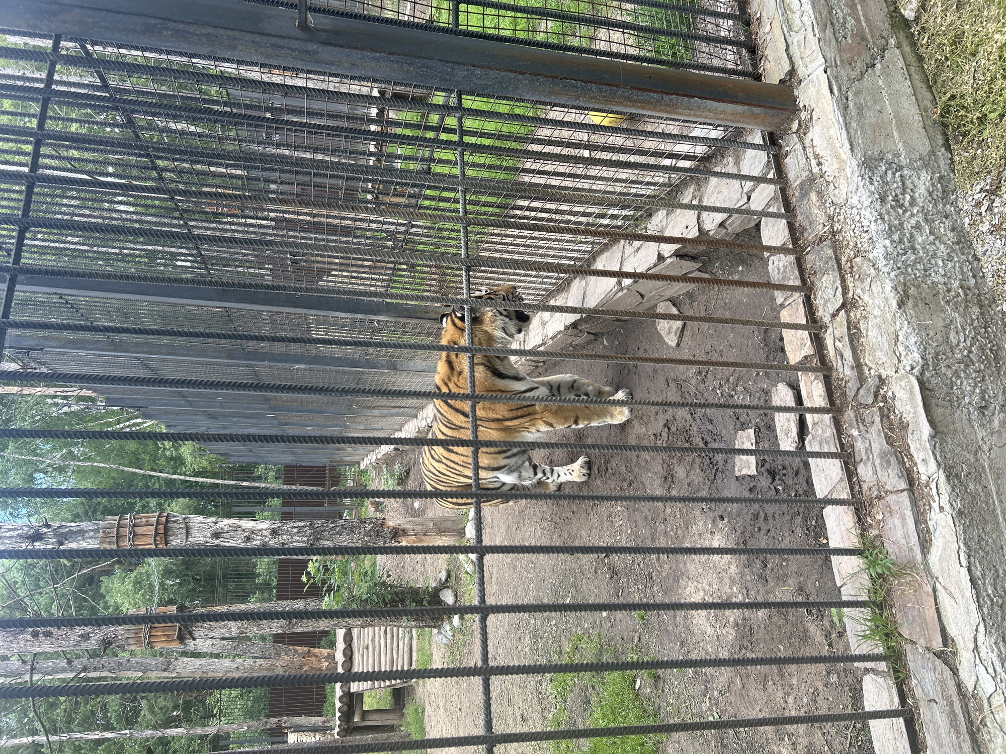 A tiger with orange and black stripes stands in an enclosure at the Bolsherechye Zoo in Bolsherechye, Russia. The tiger is facing right, with its head lowered slightly as if sniffing the ground. The enclosure appears to be made of metal bars and fencing, with a dirt floor and some scattered rocks and wooden structures. Trees are visible behind the enclosure. The lighting suggests it is daytime.