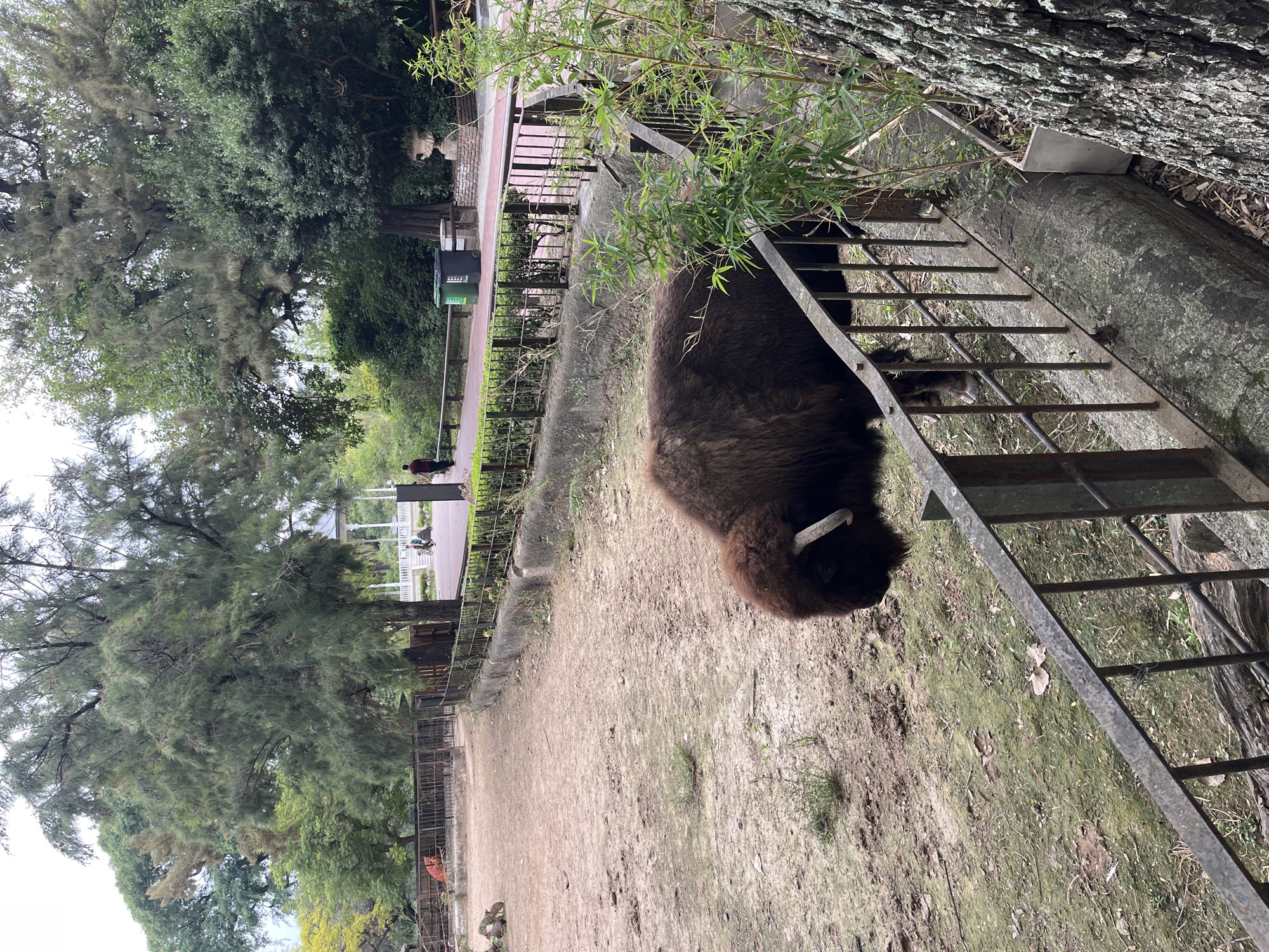 An outdoor scene at the Ecoparque de Buenos Aires, located in the Palermo neighborhood of Buenos Aires, Argentina, depicts a large American bison within a fenced enclosure. The bison, dark brown with a shaggy coat and prominent horns, is positioned in the lower center-right, partially obscured by a metal barrier, facing left towards the enclosure's dirt ground. The enclosure floor is predominantly light brown soil with sparse patches of green vegetation. To the left, a secondary fenced area contains a reddish-brown animal.
A rusted metal railing separates the enclosure from a reddish-paved public pathway. Along this pathway, a person wearing a dark red shirt walks away from the camera on the left side. Further down the path, two waste bins (one green, one dark grey) are visible next to a low concrete wall. A light-colored, classical-style urn stands near the bins. In the background, a white, ornate gazebo with a domed roof and pillars is visible amidst dense green foliage. Numerous trees with varying green leaf structures are present throughout the background and mid-ground. A large tree trunk with rough bark is prominent in the immediate right foreground, partially framing the scene.