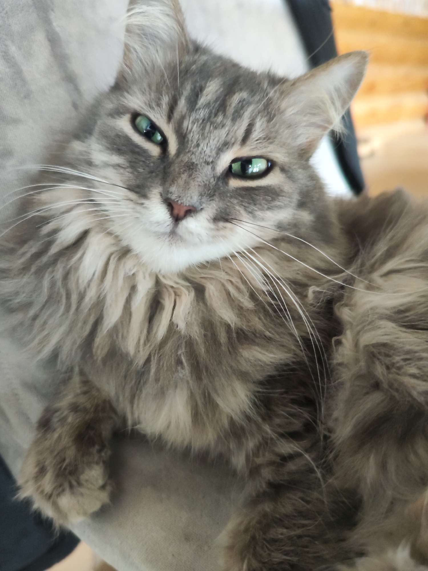 A close-up portrait captures a fluffy, long-haired tabby cat resting comfortably, likely indoors in Chaikovsky, Russia. The cat, with its prominent grey, brown, and white patterned fur, gazes directly at the viewer with striking emerald green eyes that are slightly narrowed, conveying a serene or observant expression. Its face features a small pink nose and an array of long, white whiskers that extend outwards. The cat's luxurious fur is particularly dense around its chest and neck. It appears to be resting on a light grey fabric, possibly a lap or a soft blanket, with one paw visible in the lower left. The background is softly blurred, showing indistinct shapes of dark furniture and warmer, light brown tones, typical of an indoor setting. The overall impression is one of calm and tranquility. No text is visible in the image.