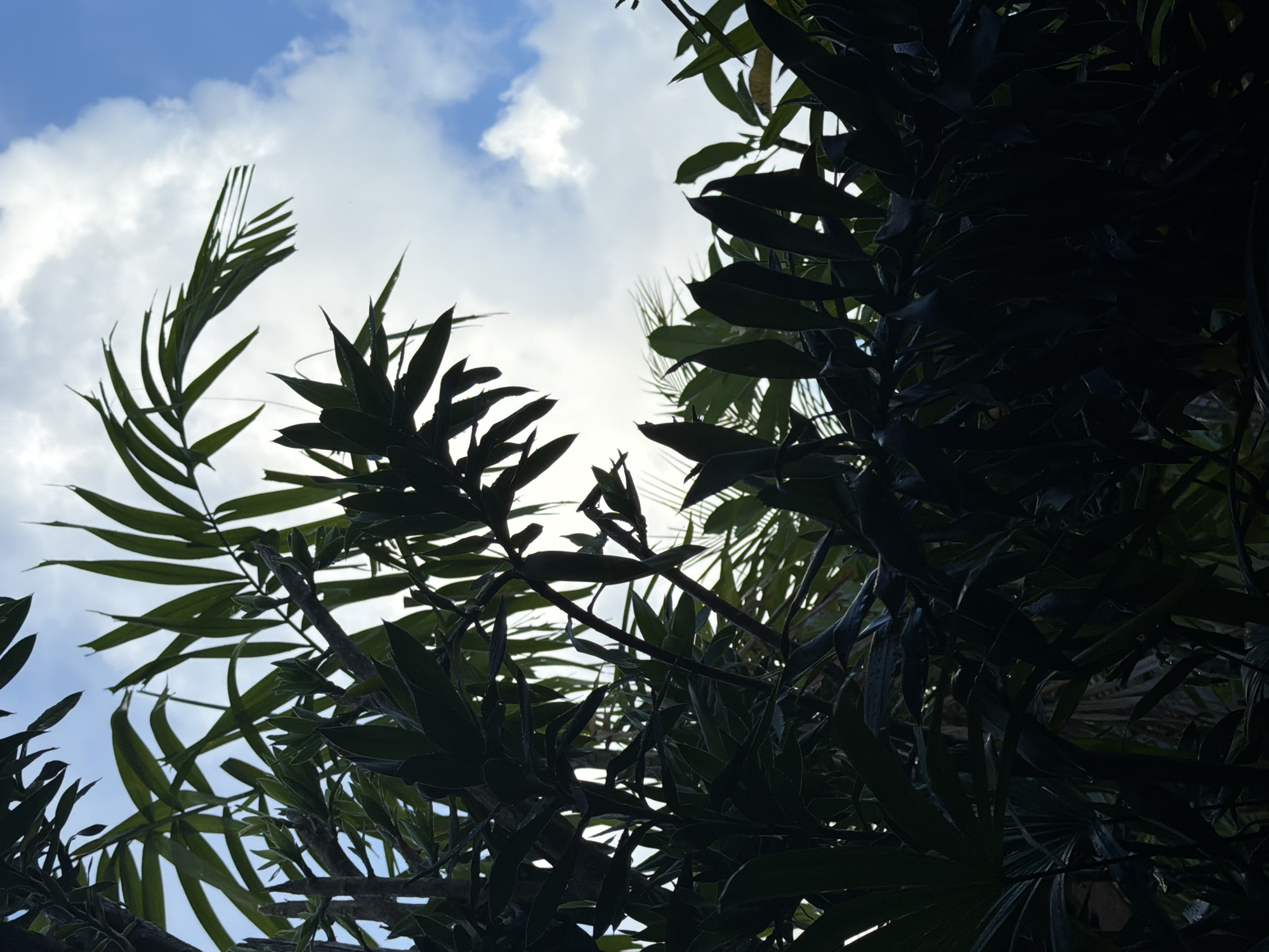 Looking upwards, the scene is framed by dense foliage, primarily silhouetted against a cloudy, bright sky. A few clusters of spiky-leaved plants and more traditional leafy branches obscure much of the sky, which is a mix of blue and white clouds. The composition highlights the interplay between the natural world and the atmospheric conditions. The location is in Kutuh, Indonesia.