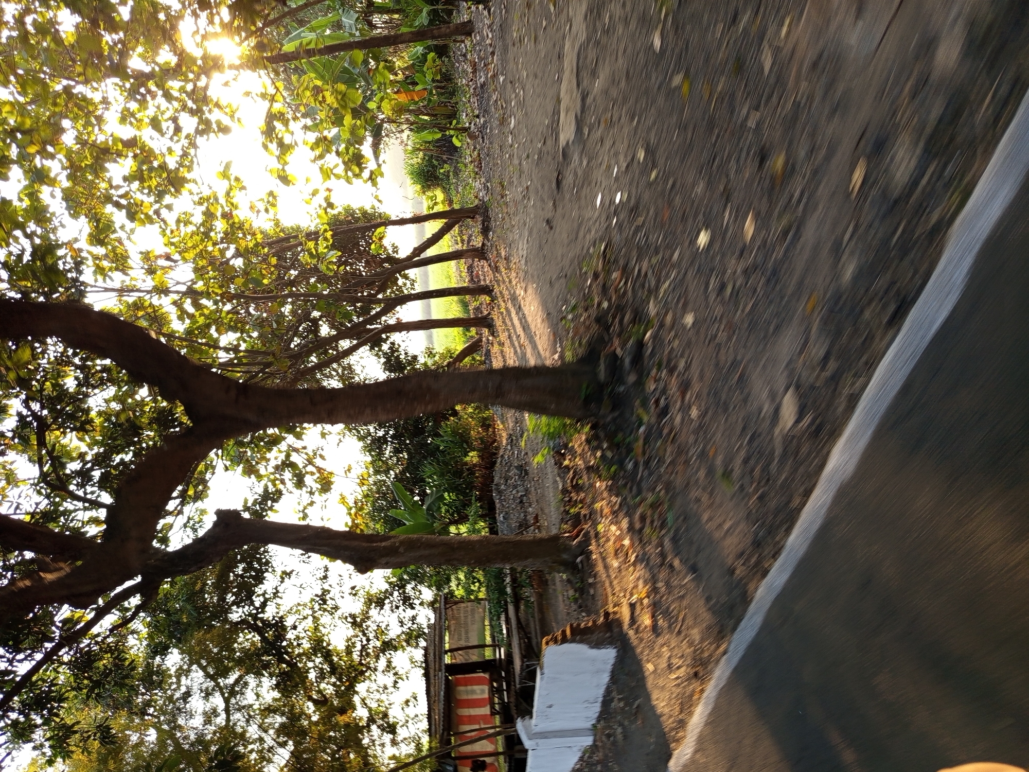 In Kajeksan, Indonesia, a sun-drenched scene unfolds at what appears to be a roadside stall. Tall trees with dense foliage dominate the foreground, casting dappled shadows on the dusty ground. Sunlight streams through the leaves, creating a warm, golden glow that illuminates the environment. To the left, a small, open-sided structure with a corrugated metal roof stands, its sides adorned with red and white striped fabric. In front of it, a white, partially damaged concrete wall runs along the road. A dirt path leads past the stall, disappearing into the background. Lush green vegetation and banana trees are visible beyond the stall, suggesting a rural or semi-rural setting. The image appears to have been captured from a moving vehicle, as evidenced by the motion blur present, particularly along the paved road in the foreground and the surrounding ground.