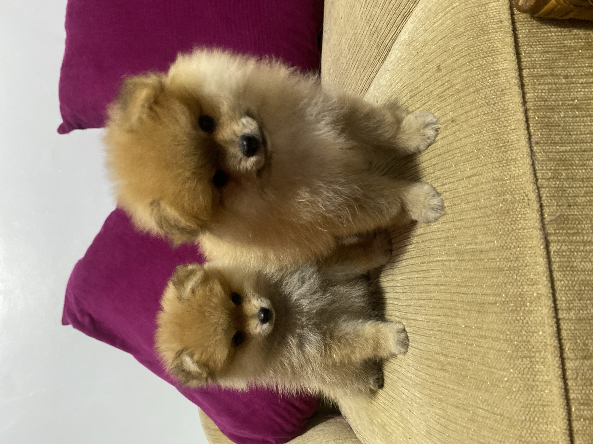 Two Pomeranian puppies sit on a tan couch, which appears to be in a home setting in Dukuh, Indonesia. The puppy on the left is smaller and positioned slightly further back, while the larger puppy is in the foreground, looking directly at the camera. Both puppies have tan fur and dark eyes and noses. Behind the puppies, two bright magenta pillows are visible, propped up against a light-colored wall. The couch fabric has a textured, slightly shimmery appearance.