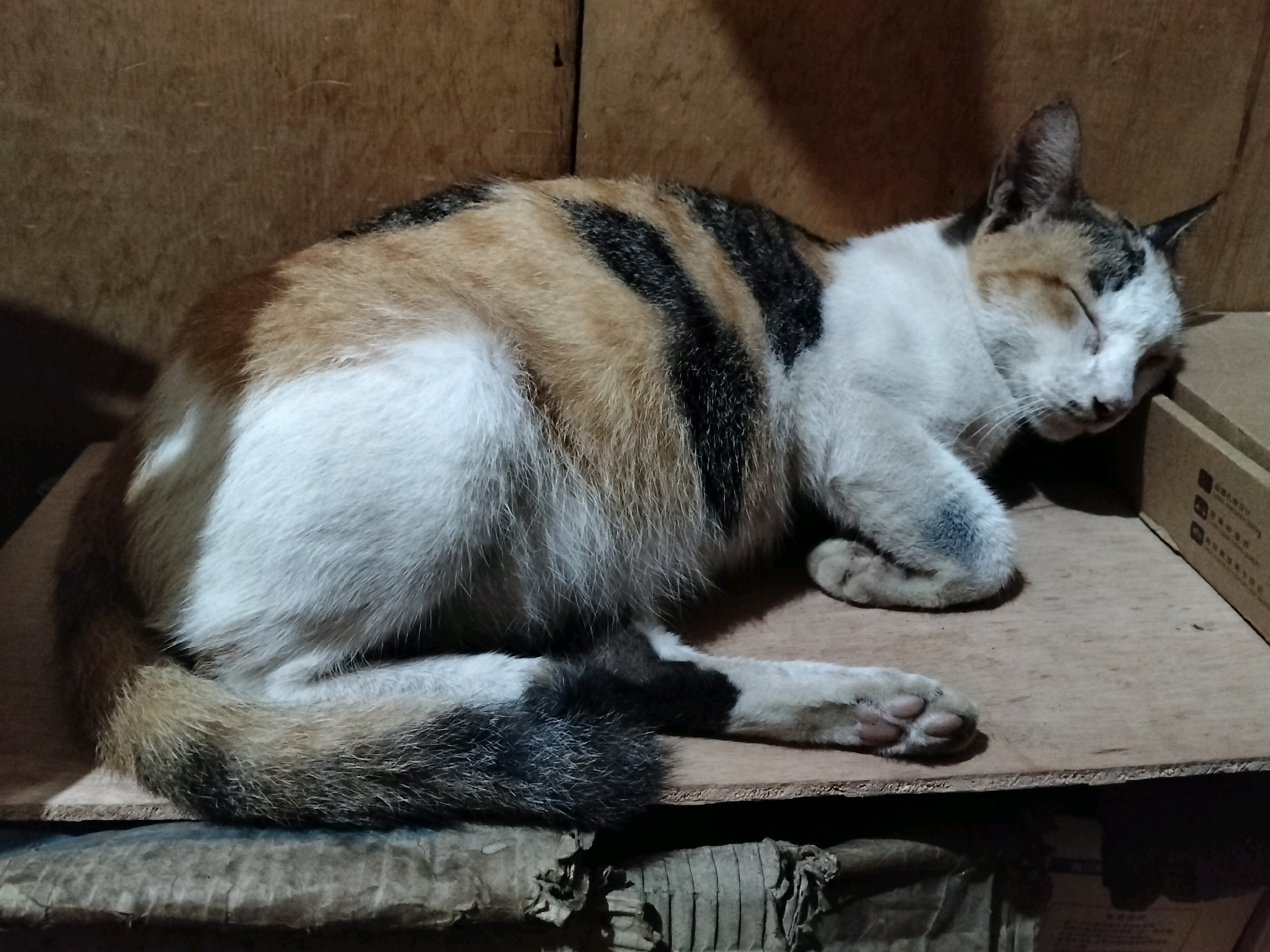 A calico cat is sleeping on a wooden surface, curled up with its head resting on a cardboard box. The cat's fur is a mix of white, orange, and black stripes. The background is composed of rough wooden planks. The scene appears to be indoors, possibly in a storage area or a workshop, given the presence of cardboard boxes and unfinished wood. The lighting is dim and appears to be from an artificial source, casting shadows. The image is a medium shot of the cat. This scene is not specifically identifiable to a location in Pontianak, Indonesia, as there are no distinguishing landmarks or contextual clues.