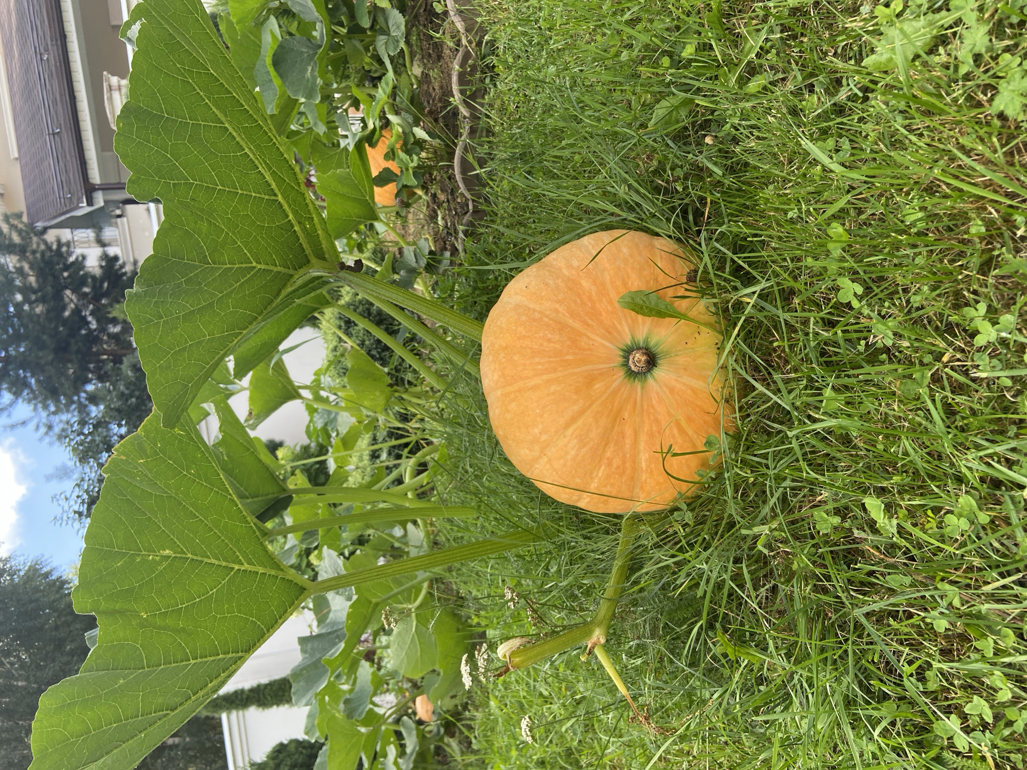 A large, ripe pumpkin sits on lush green grass beneath the broad leaves of a pumpkin plant. The pumpkin is bright orange and perfectly round, with a slightly darker green stem. In the background, more pumpkin plants are visible, along with hints of a house and trees, suggesting an outdoor garden setting. The sky is partially visible and appears to be a light blue with some clouds. The image appears to be taken at ground level, capturing the pumpkin and its immediate surroundings in detail.