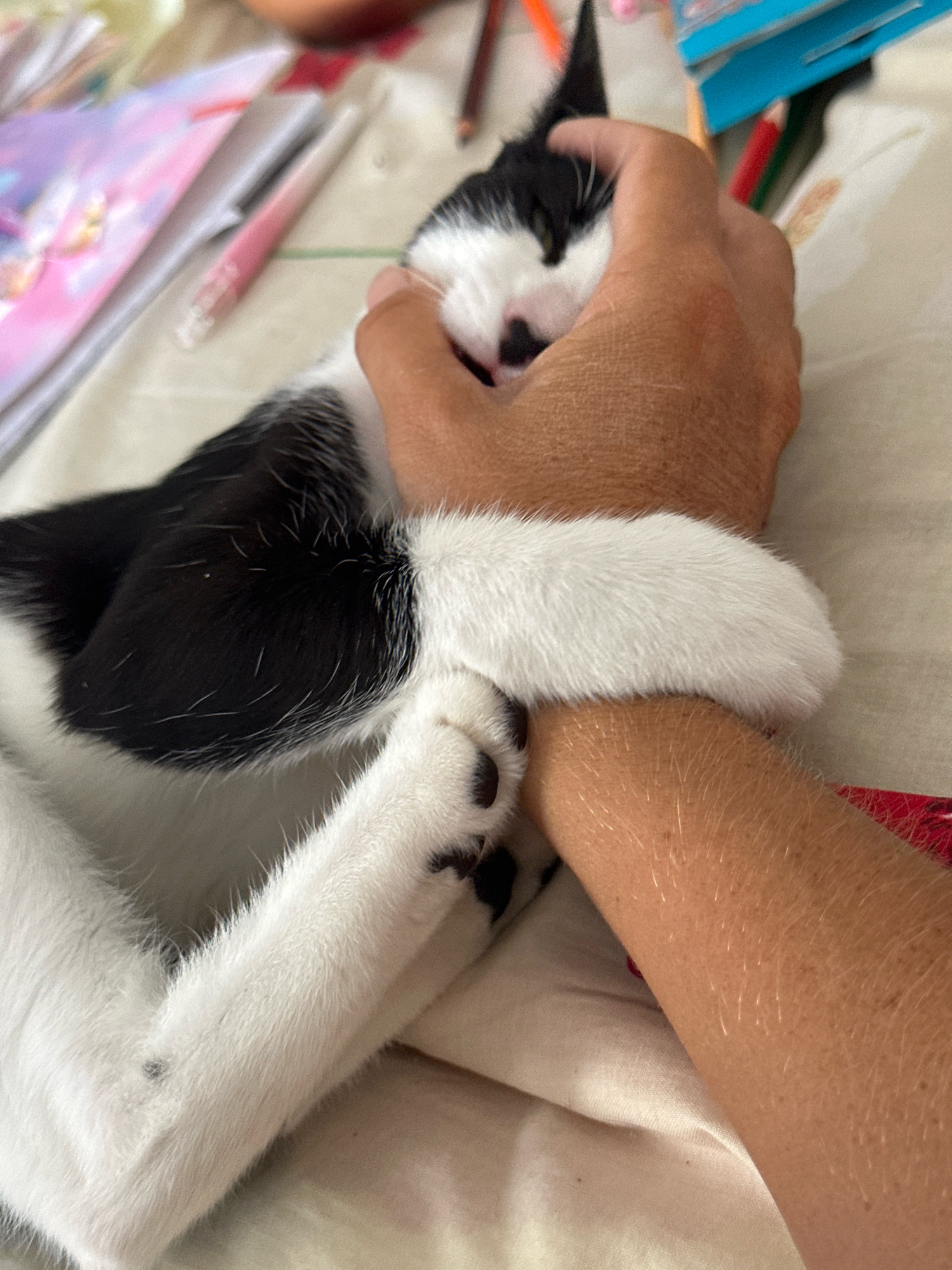 The image shows a close-up view of a black and white cat interacting with a person's arm. The cat is lying down, with its head and front paws visible. One of the cat's front paws is wrapped around the person's arm. The person's arm is tanned and has fine hairs. In the background, there are some art supplies, including colored pencils and notebooks, suggesting an indoor setting. There are no identifiable landmarks or elements in the image that would place the scene specifically in Budva, Montenegro. The image focuses entirely on the interaction between the cat and the person's arm.