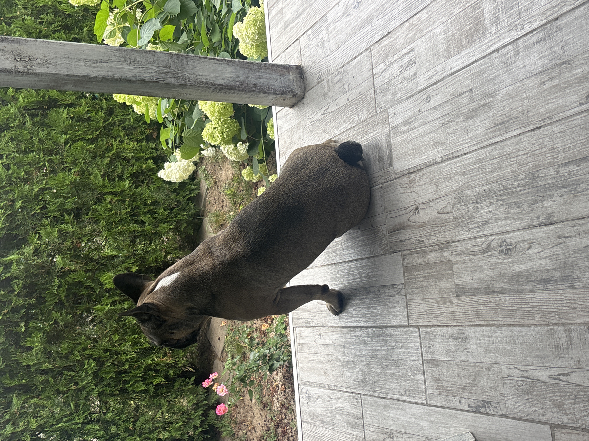 A brindle French Bulldog sits on a wooden deck, facing away from the camera and towards a lush green hedge and some flowering plants. The dog has one white patch on its head. A weathered white wooden post stands to the right of the dog. The deck is made of light gray wooden planks. In the background, pink roses and light green hydrangeas are visible. The scene appears to be outdoors, likely in a garden or backyard setting.