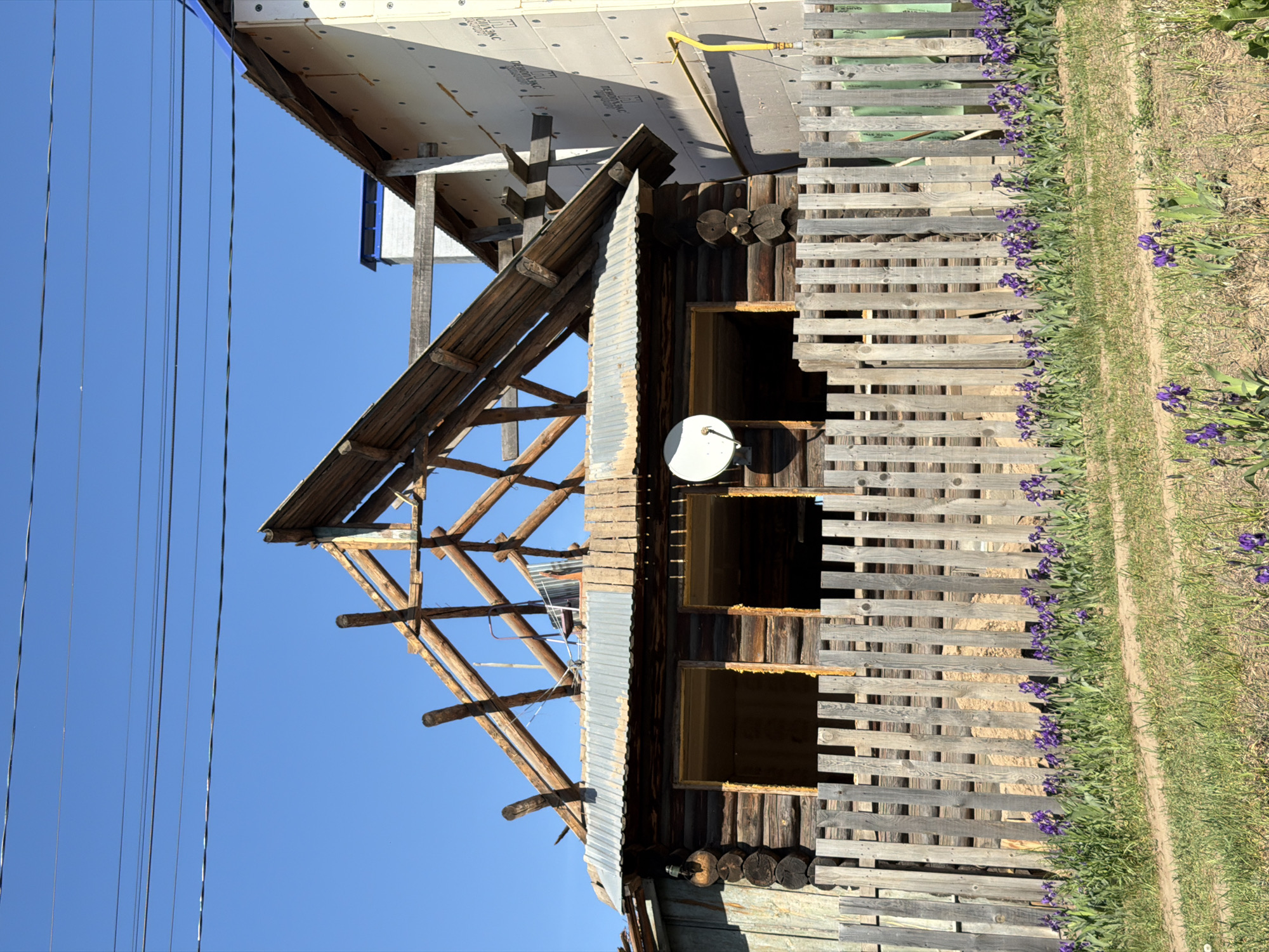 The image depicts a partially dilapidated wooden structure, likely a house or shed, in what appears to be a rural or semi-rural setting. The building's roof is incomplete, with exposed wooden beams and remnants of corrugated metal sheeting. A satellite dish is mounted on the exterior wall. Adjacent to the structure is a weathered wooden fence, along which purple irises are growing. Beyond the fence, there is a dirt path and some grass. In the upper left of the frame, electrical wires are visible against a clear blue sky. In the background, another building or structure is under construction or renovation, with white siding visible. Based on the prompt, this is located in Chaikovsky, Russia.