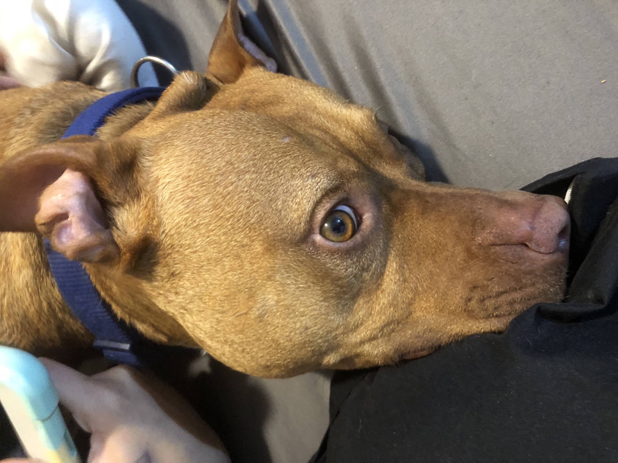 A brown dog, wearing a blue collar, rests its head on a person's black clothing. The dog has light brown fur and a lighter-colored snout. The dog's eye is visible and appears to be looking at the camera. A hand is visible in the lower left corner, holding a light blue object. The background consists of a grey surface. There is no evidence to suggest this image was taken in Sofia, Bulgaria.